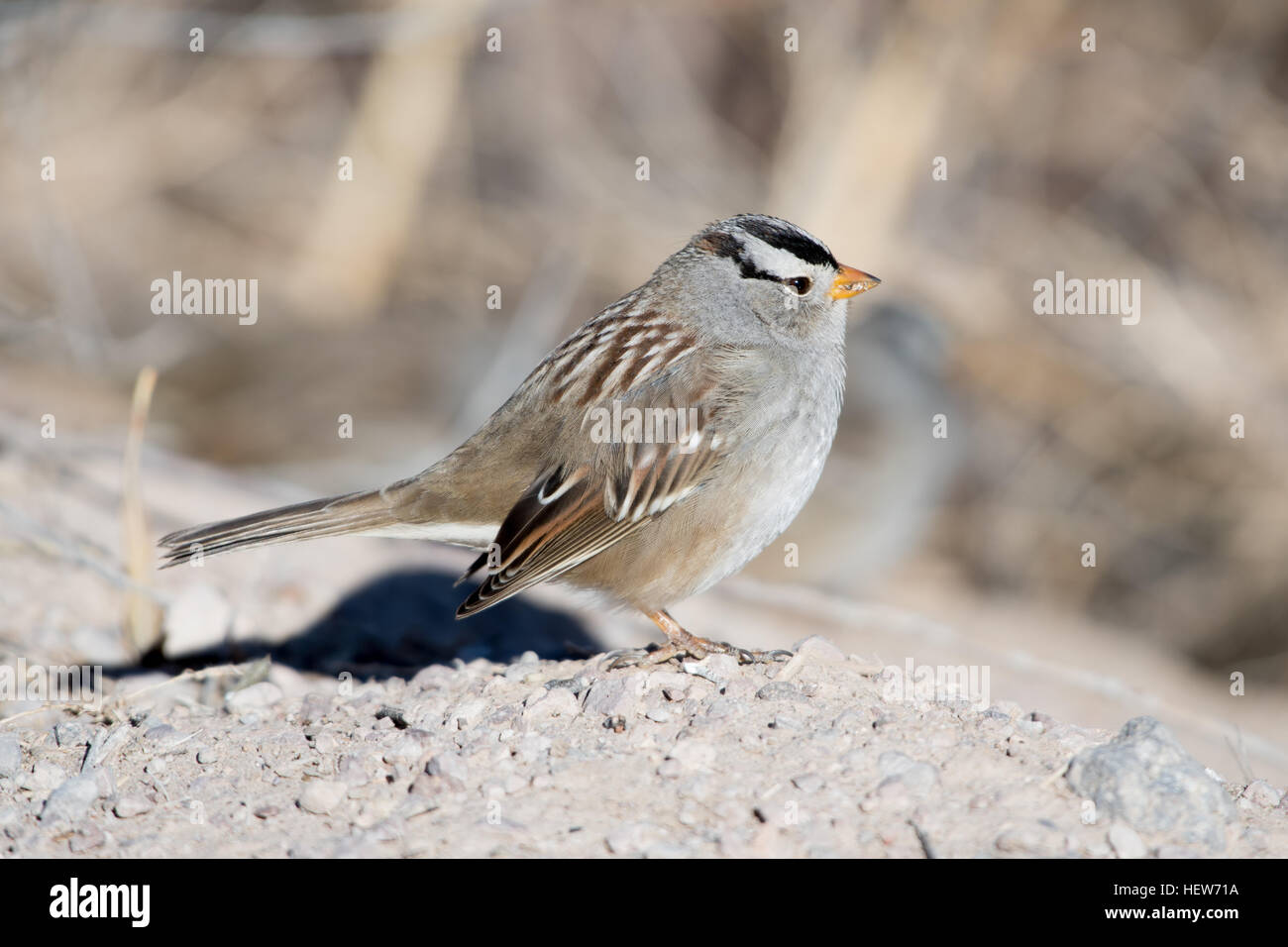 Weiß – Crowned Sparrow, (Zonotrichia Leucophrys), Bosque del Apache National Wildlife Refuge, New Mexico, USA. Stockfoto