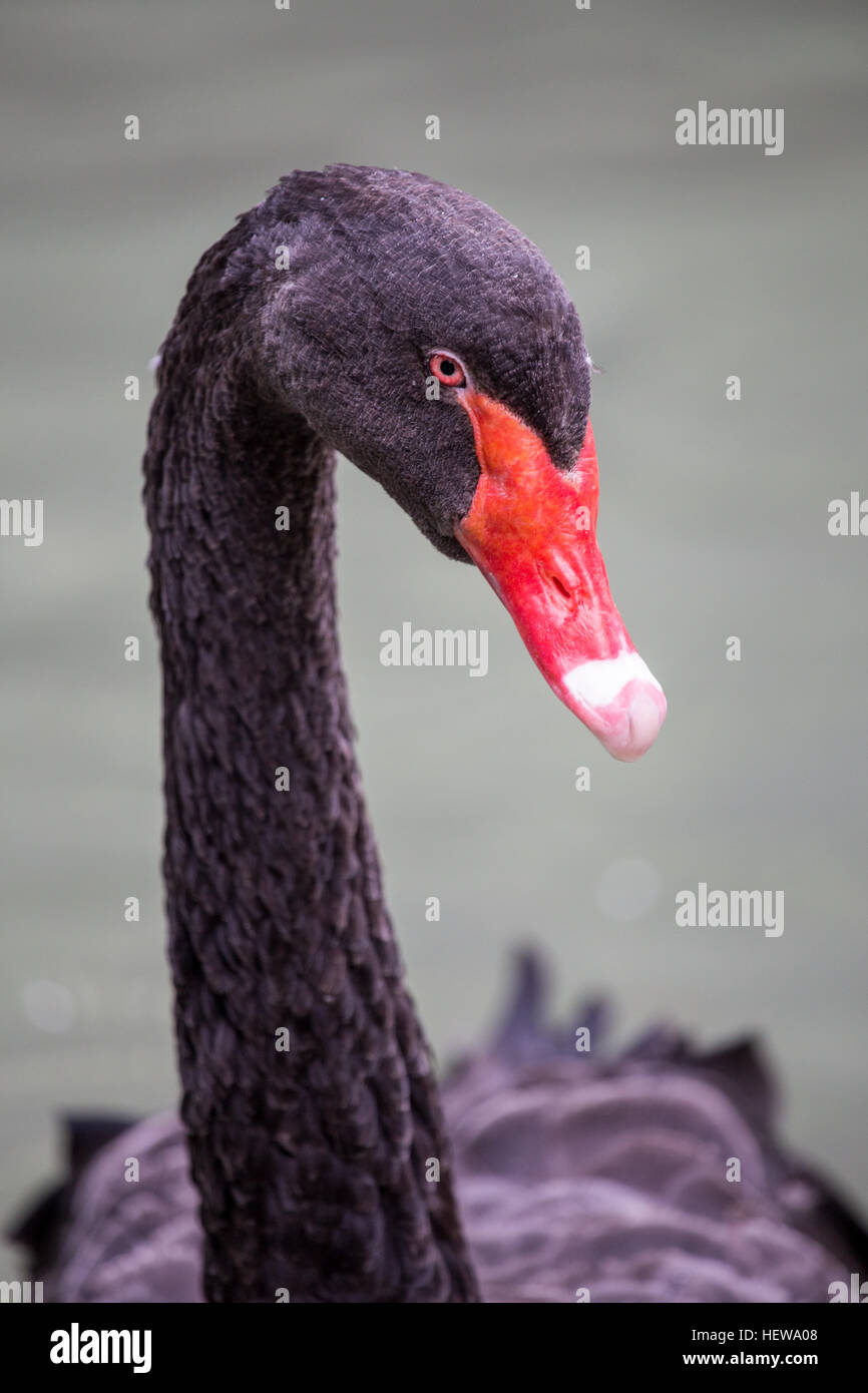 Porträt von einem schwarzen Schwan, Cygnus olor, mit dem langen Hals. Diese Wasservögel wurden in verschiedene Länder als eine ornamentale Vogel eingeführt. Stockfoto