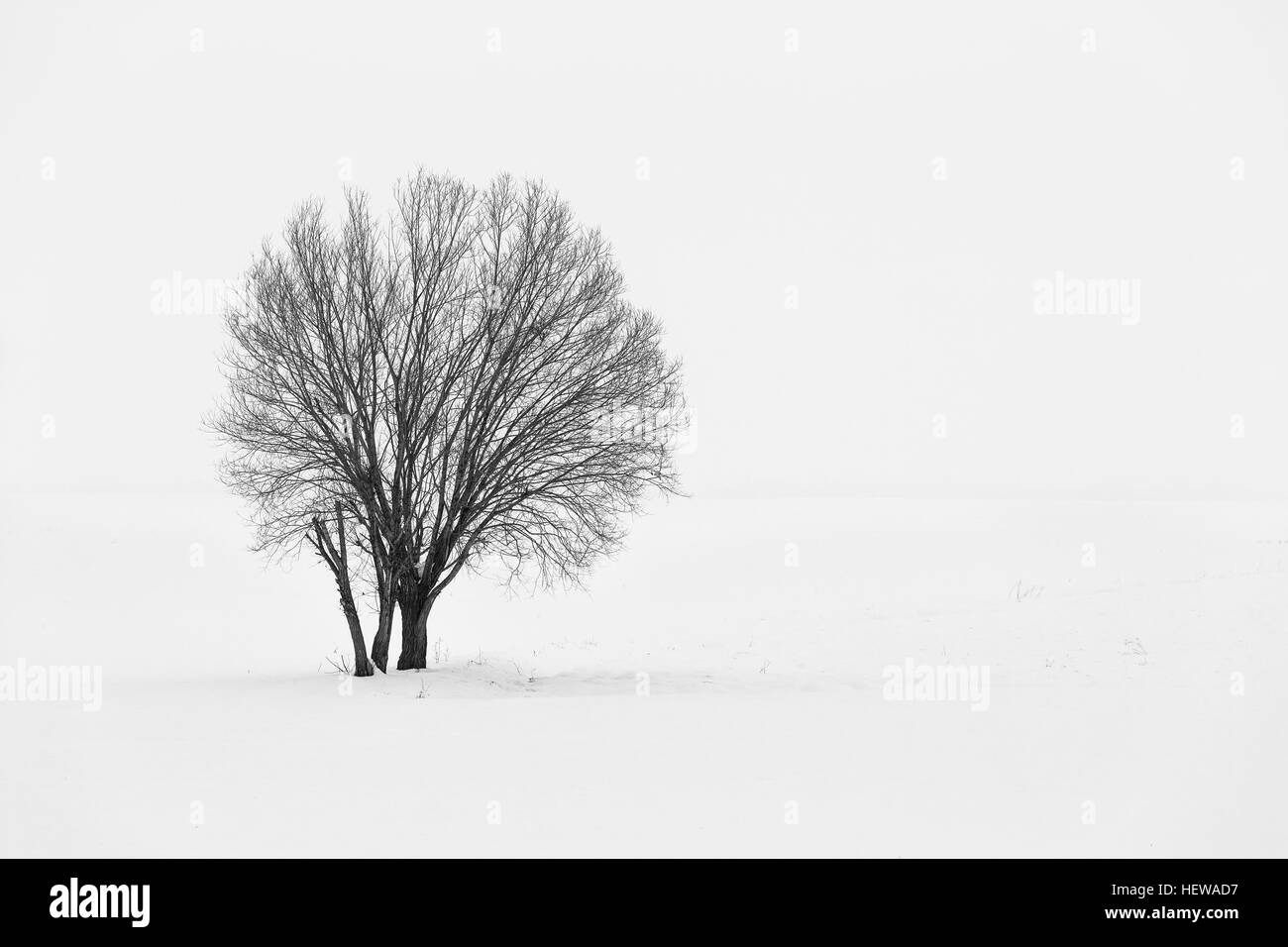 Einsamer Baum in einer sanften, ruhigen und verschneiten Umgebung im Winter. Stockfoto