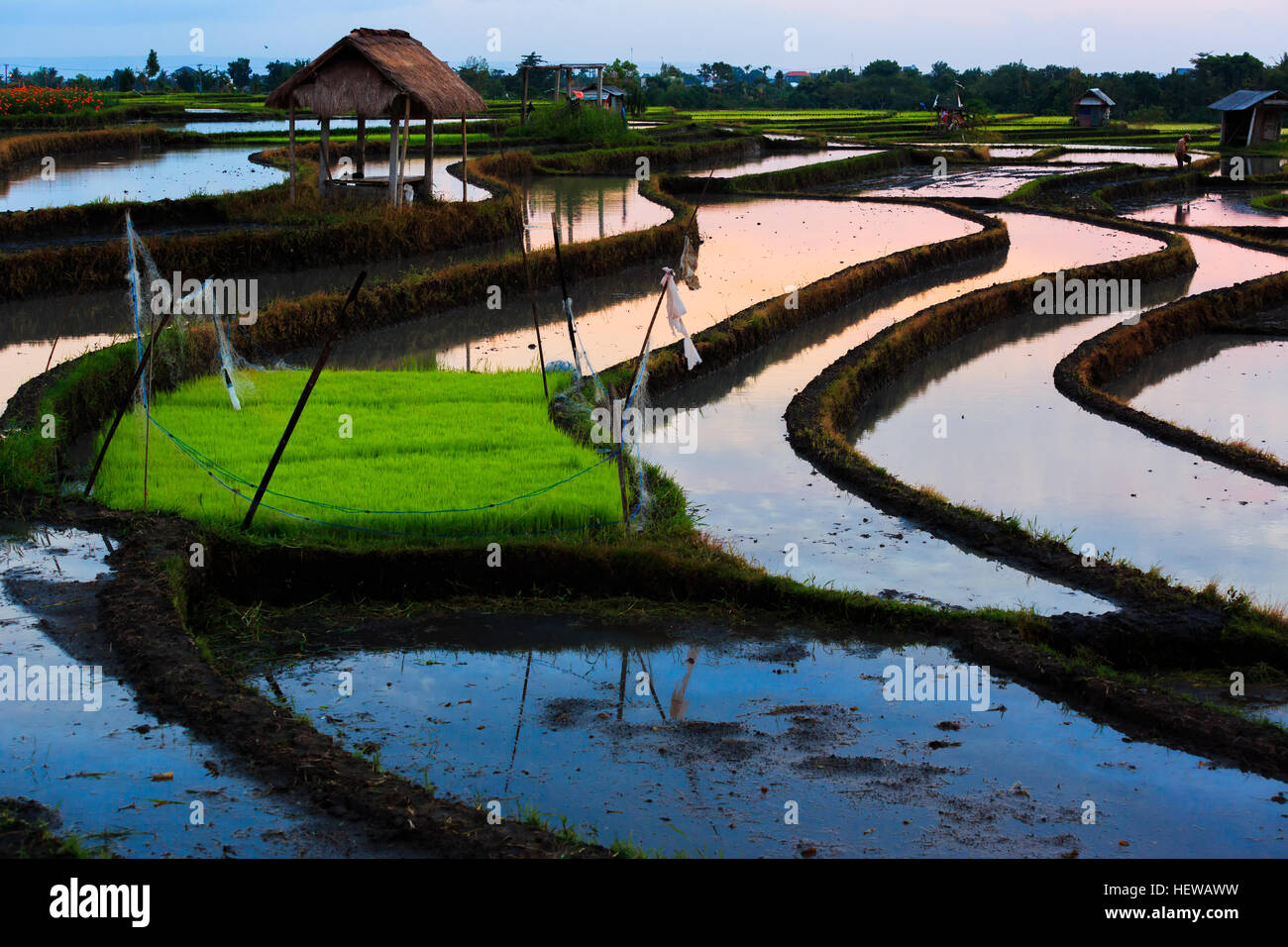 Schöne Reisfeld. Wunderschönen Reisterrassen auf Bali, Indonesien Stockfoto