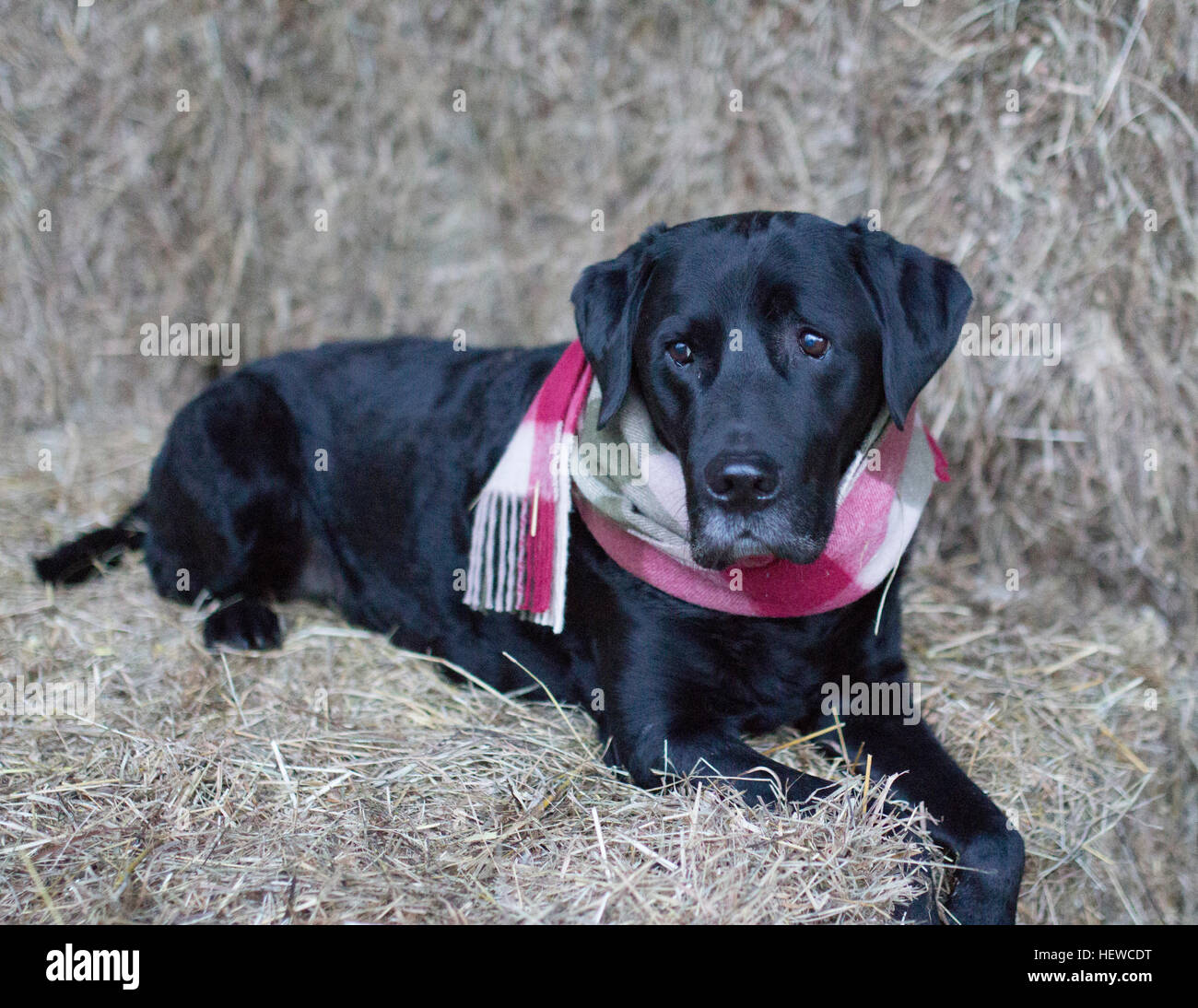 Schwarzer Labrador Retriever im Barbour Tattersall Schal Stockfoto
