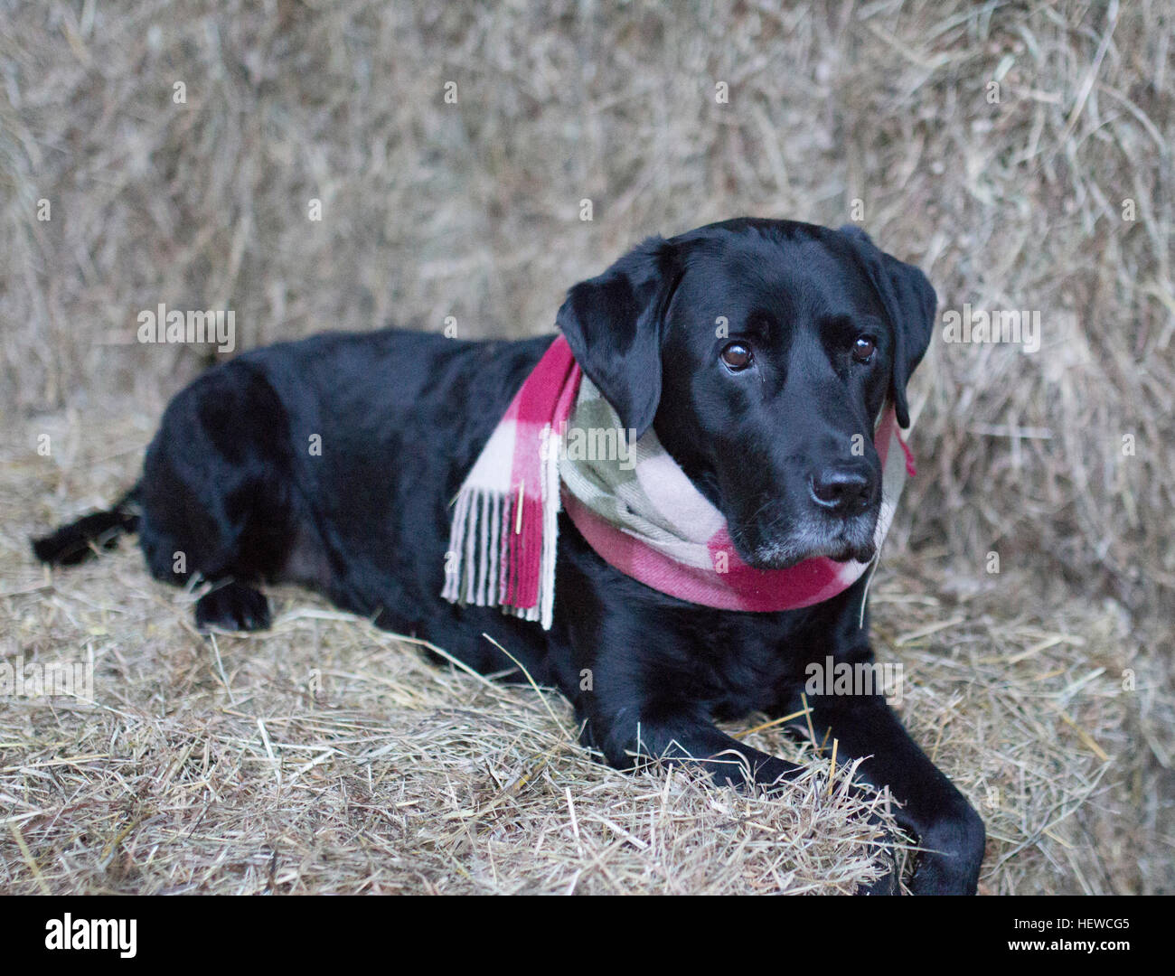 Schöner schwarzer Labrador Retriever in Barbour Tattersall Schal Stockfoto