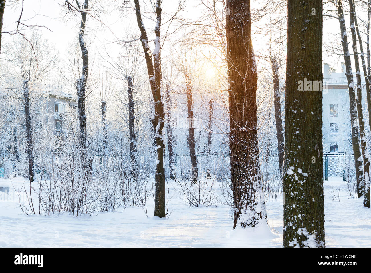 Sonniger Wintertag im Schnee Park. Fallende Schneeflocken Blendung in direktem Sonnenlicht, durch Schnee bedeckt Bäume. Folgen der Schneefall in der städtischen en Stockfoto
