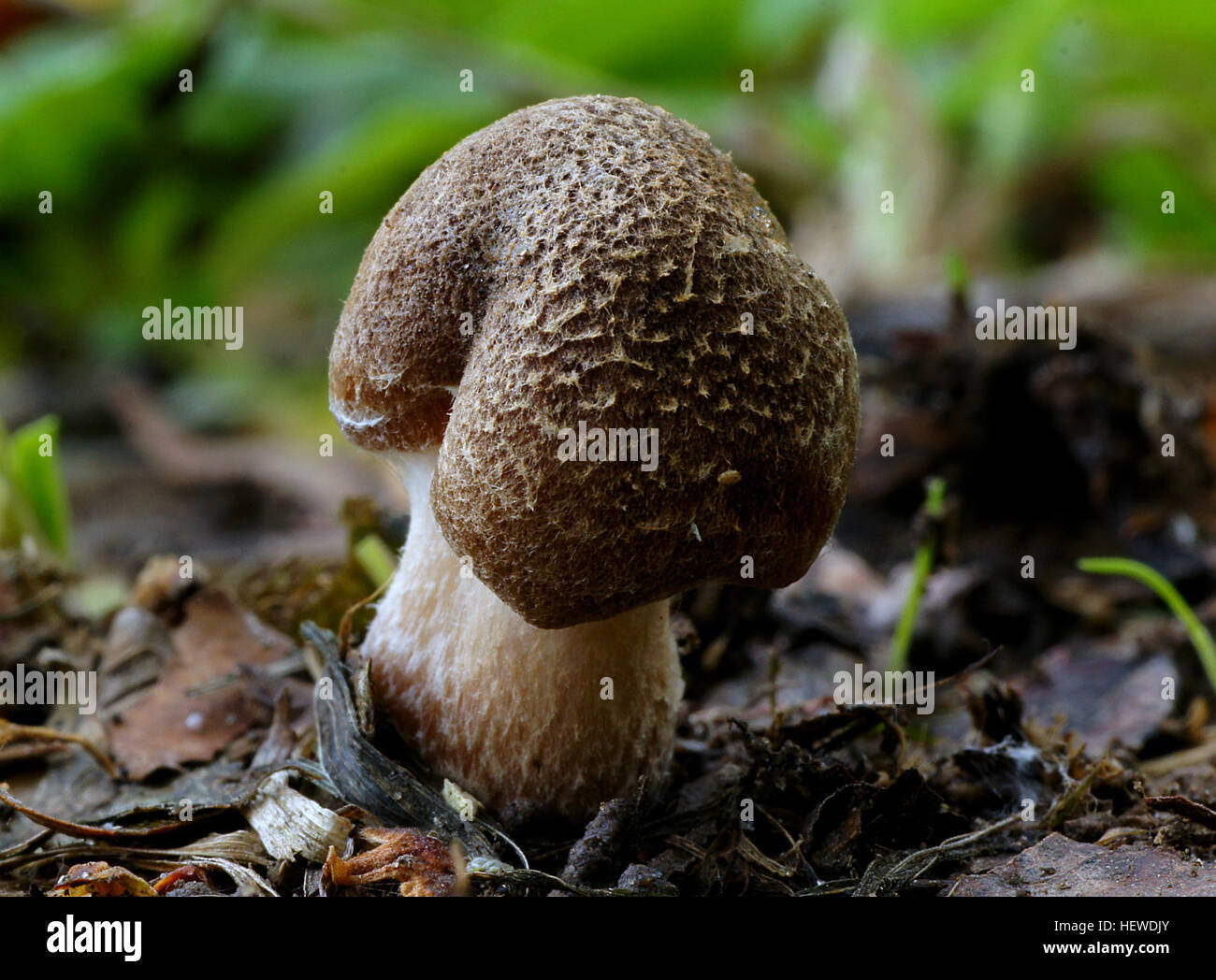 Ein Bolete ist eine Art von Pilz Fruchtkörper gekennzeichnet durch das Vorhandensein einer Pileus, die deutlich vom Stiel, mit einer schwammigen Oberfläche der Poren (statt Kiemen) an der Unterseite der Pileus zu unterscheiden ist. "Bolete" ist auch der englische Trivialname für Pilzarten, die mit dieser Art von Morphologie. Stockfoto