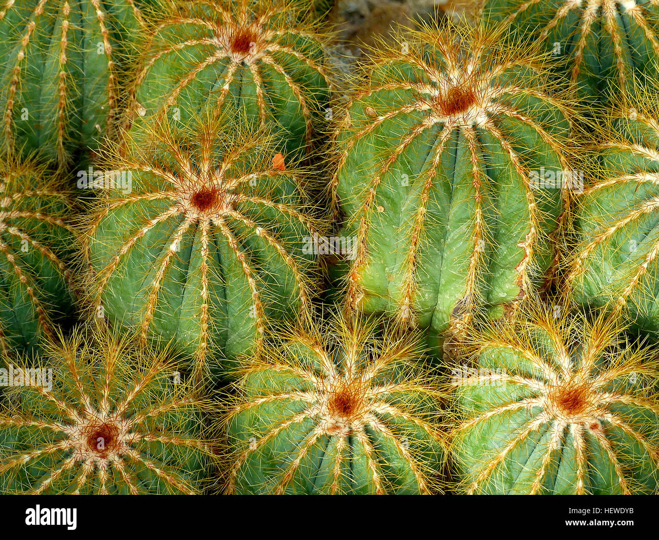Was Ist Die Mehrzahl Von Kaktus www.alamy.de