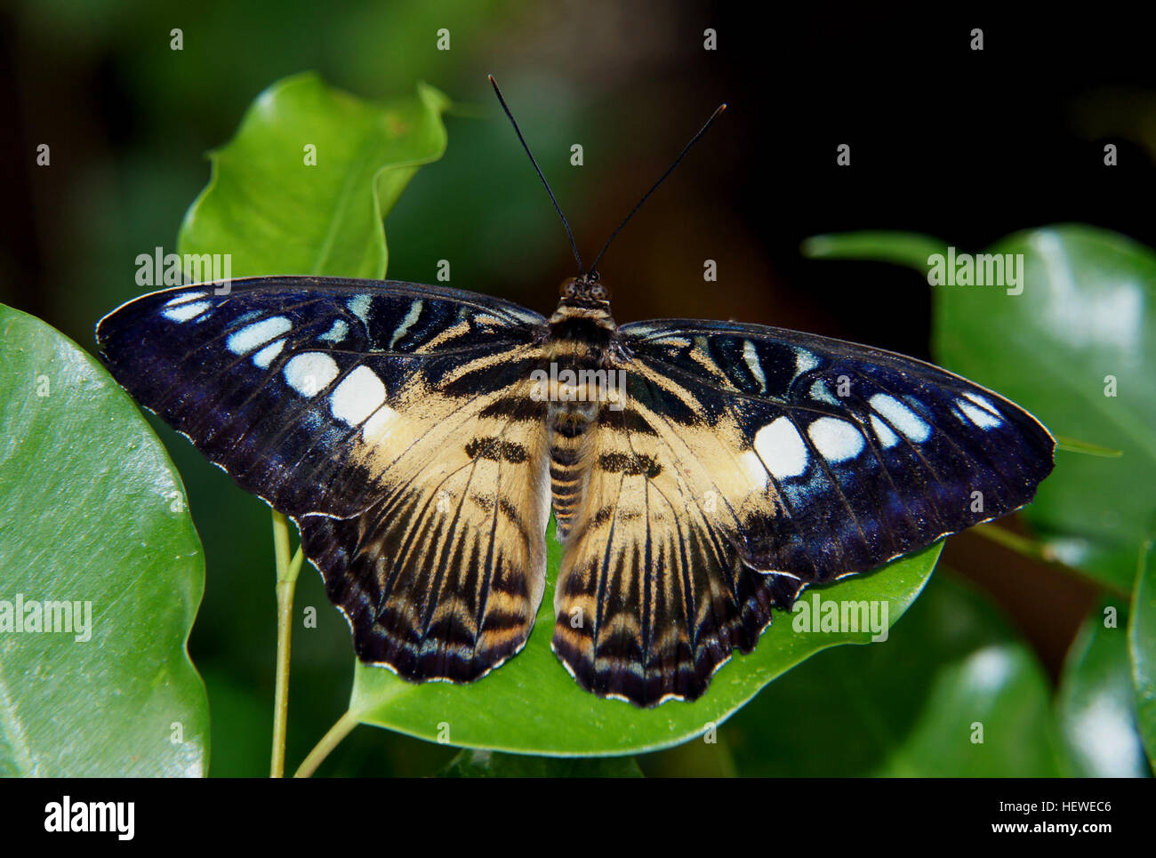Schmetterlingshausfotografie mit der Art Cilpper Parthenos Sylvia, die den Schmetterling auf einem Blatt zwischen Blumen einfängt. Der Schmetterling ist Teil der Lepidoptera-Bestellung, die mit einer DSLR-Kamera von Sony aufgenommen wurde. Stockfoto