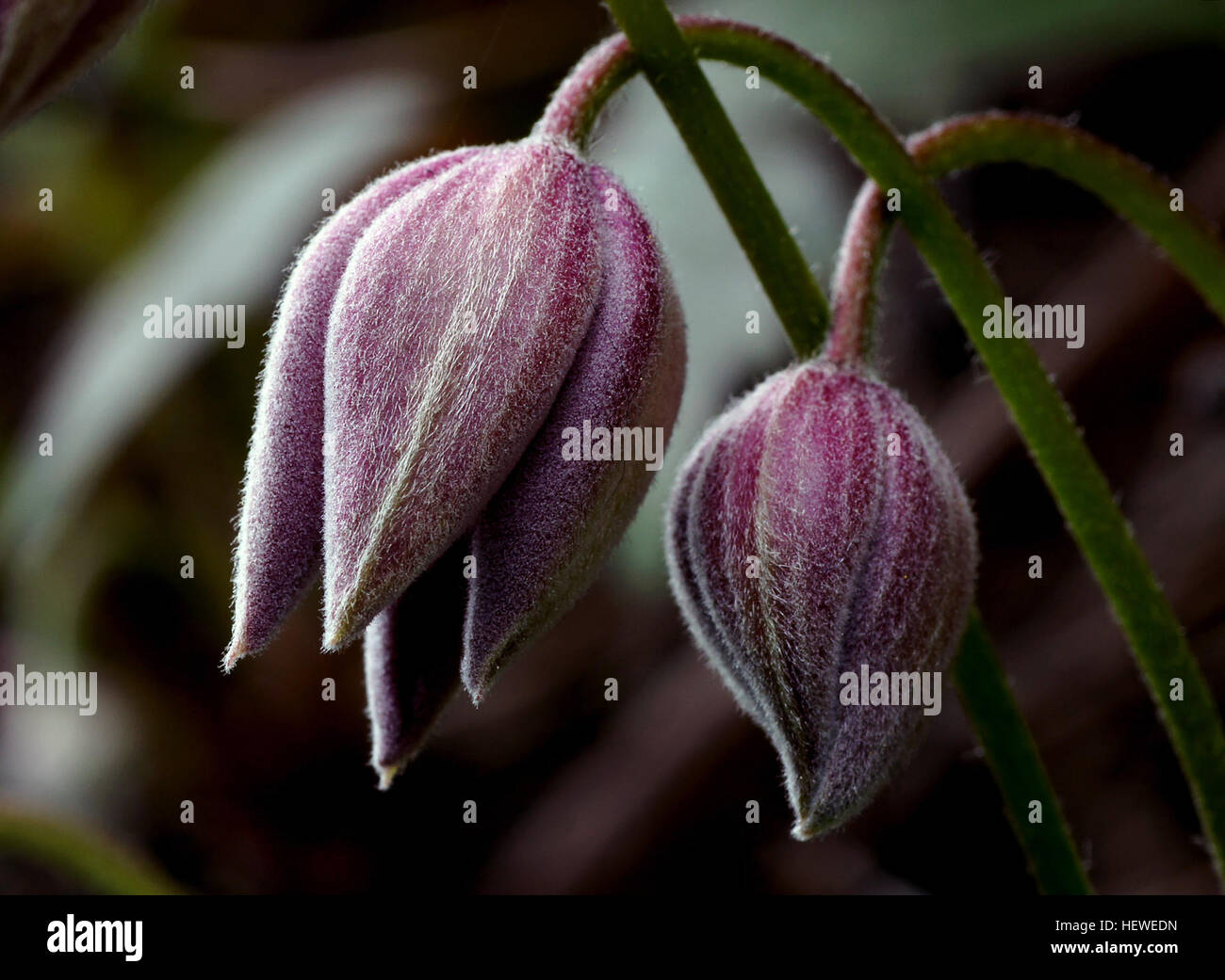 Clematis Montana oder AnemonenWaldrebe ist eine früh blühende Pflanze