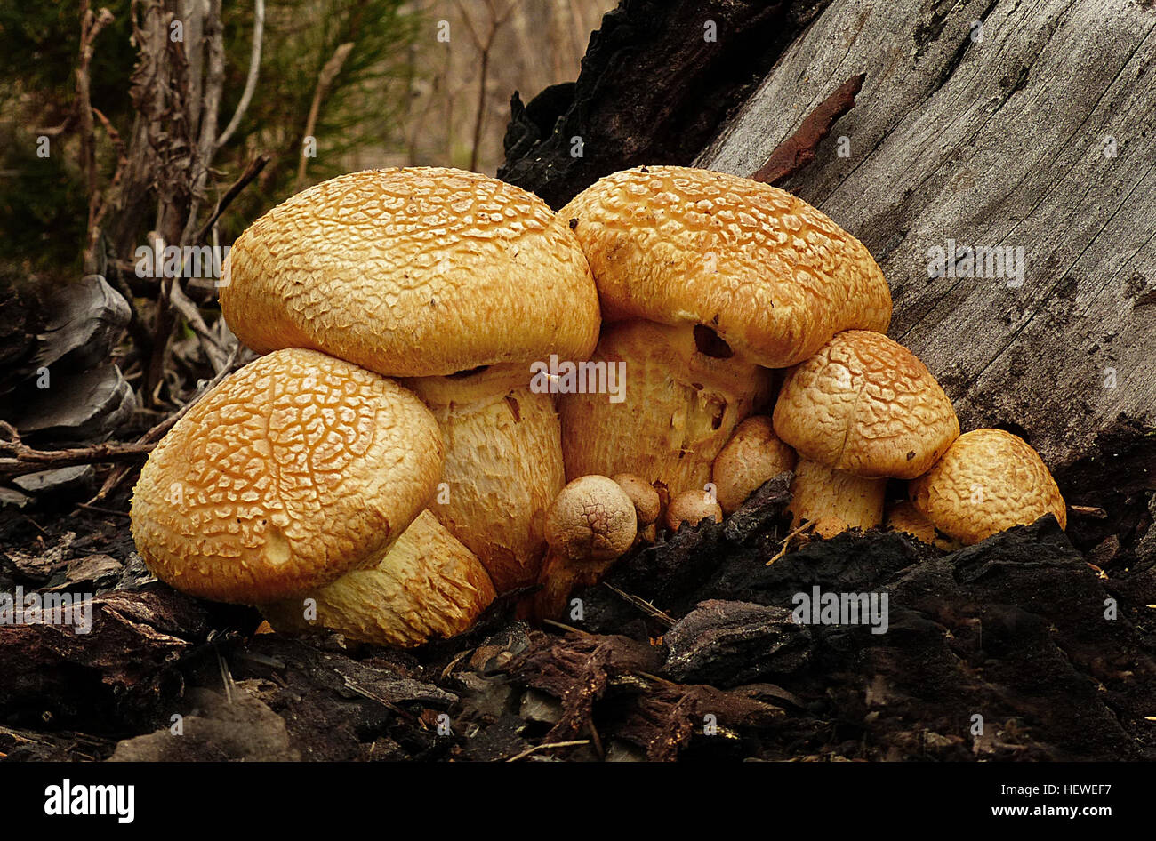 Gymnopilus Junonius ist eine Art von Pilz in der Familie Cortinariaceae. Allgemein bekannt als Fitness-Studio, lachen, Jim oder die spektakuläre Rustgill lachen dieser großen orangefarbene Pilz in der Regel findet sich auf Baumstümpfe, Protokolle oder Basen Baum wachsen. Einige Unterarten dieses Pilzes enthalten halluzinogene zusammengesetzte Psilocybin. Stockfoto