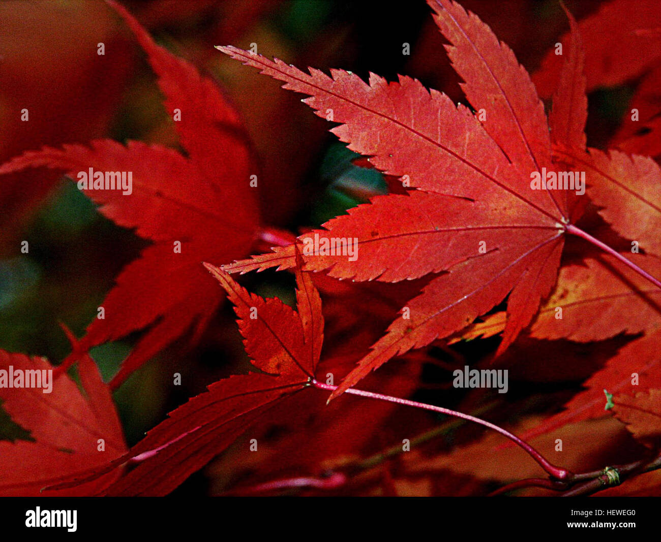 Blätter im Herbst rot grün orange Stockfoto