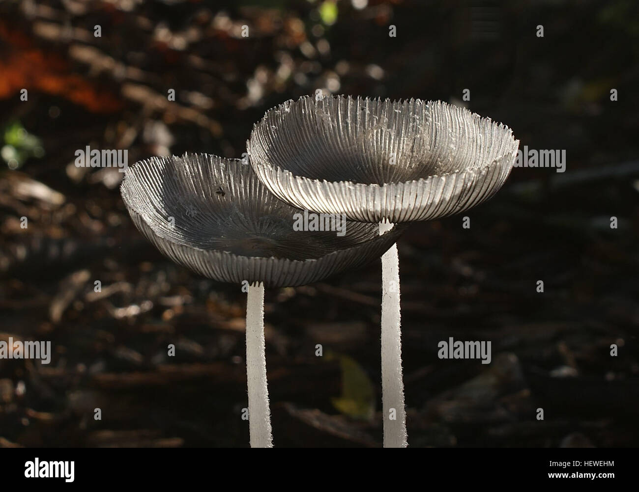 Gemeinsamer Name: Tinte Kappen gefunden: Native Busch Substrat: begraben Holz Spore: BlackHeight: 100 mm Breite: 40 mm Saison: Frühjahr essbar: Nein Stockfoto