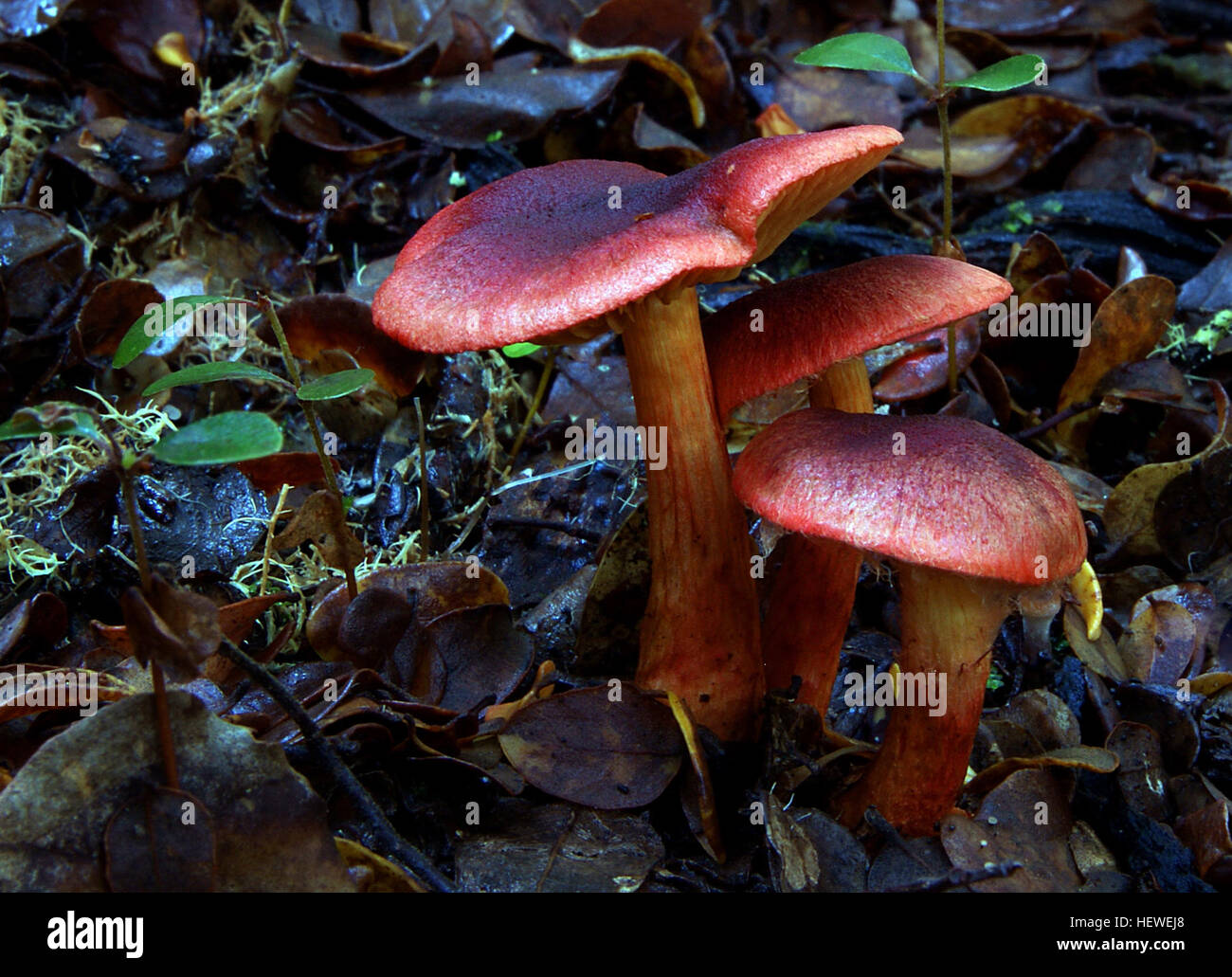 Der Bloodred Webcap Pilz zeichnet sich durch seine rote Kappe, Kiemen und Stiel aus. Er wächst hauptsächlich in Nadelwäldern und feuchten, moosigen Wäldern und ist eng mit dem Surprise Webcap verwandt. Stockfoto Der Bloodred Webcap Pilz zeichnet sich durch seine rote Kappe, Kiemen und Stiel aus. Er wächst hauptsächlich in Nadelwäldern und feuchten, moosigen Wäldern und ist eng mit dem Surprise Webcap verwandt. Stockfoto