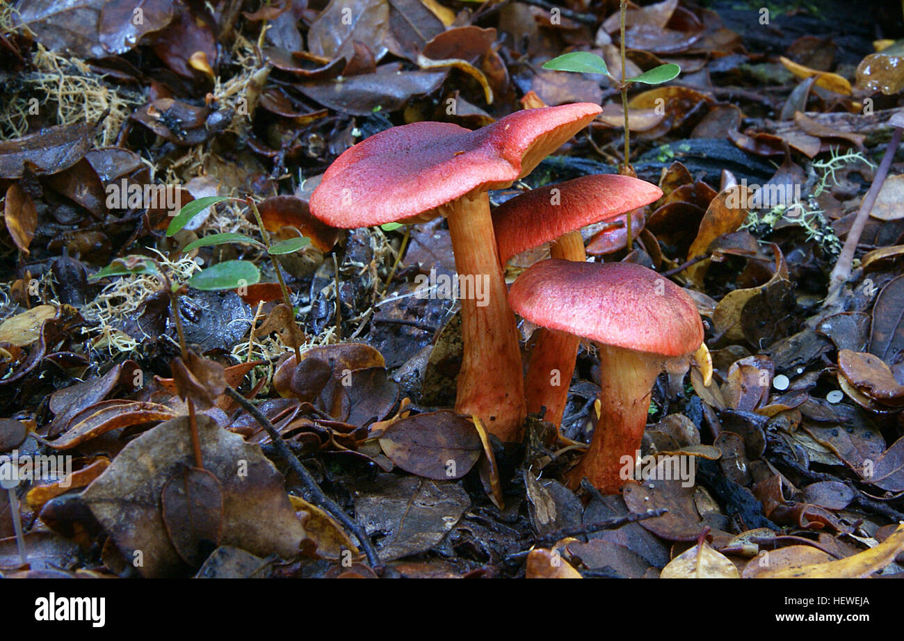 Der Bloodred Webcap ist ein auffälliger Pilz, der sich durch seine blutrote Kappe, Kiemen und Stiel auszeichnet. Dieser Pilz findet sich in Nadelwäldern, insbesondere in feuchten, moosigen Wäldern, und ist leicht an seiner lebhaften Färbung zu erkennen. Er wird oft mit dem eng verwandten Cortinarius semisanguineus verwechselt, kann aber durch seine roten Kiemen und seinen Stamm unterschieden werden. Der Lebensraum und die Farbe des Pilzes machen ihn zu einem faszinierenden Thema für Pilzliebhaber und Mykologen. Stockfoto Der Bloodred Webcap ist ein auffälliger Pilz, der sich durch seine blutrote Kappe, Kiemen und Stiel auszeichnet. Dieser Pilz findet sich in Nadelwäldern, insbesondere in feuchten, moosigen Wäldern, und ist leicht an seiner lebhaften Färbung zu erkennen. Er wird oft mit dem eng verwandten Cortinarius semisanguineus verwechselt, kann aber durch seine roten Kiemen und seinen Stamm unterschieden werden. Der Lebensraum und die Farbe des Pilzes machen ihn zu einem faszinierenden Thema für Pilzliebhaber und Mykologen. Stockfoto