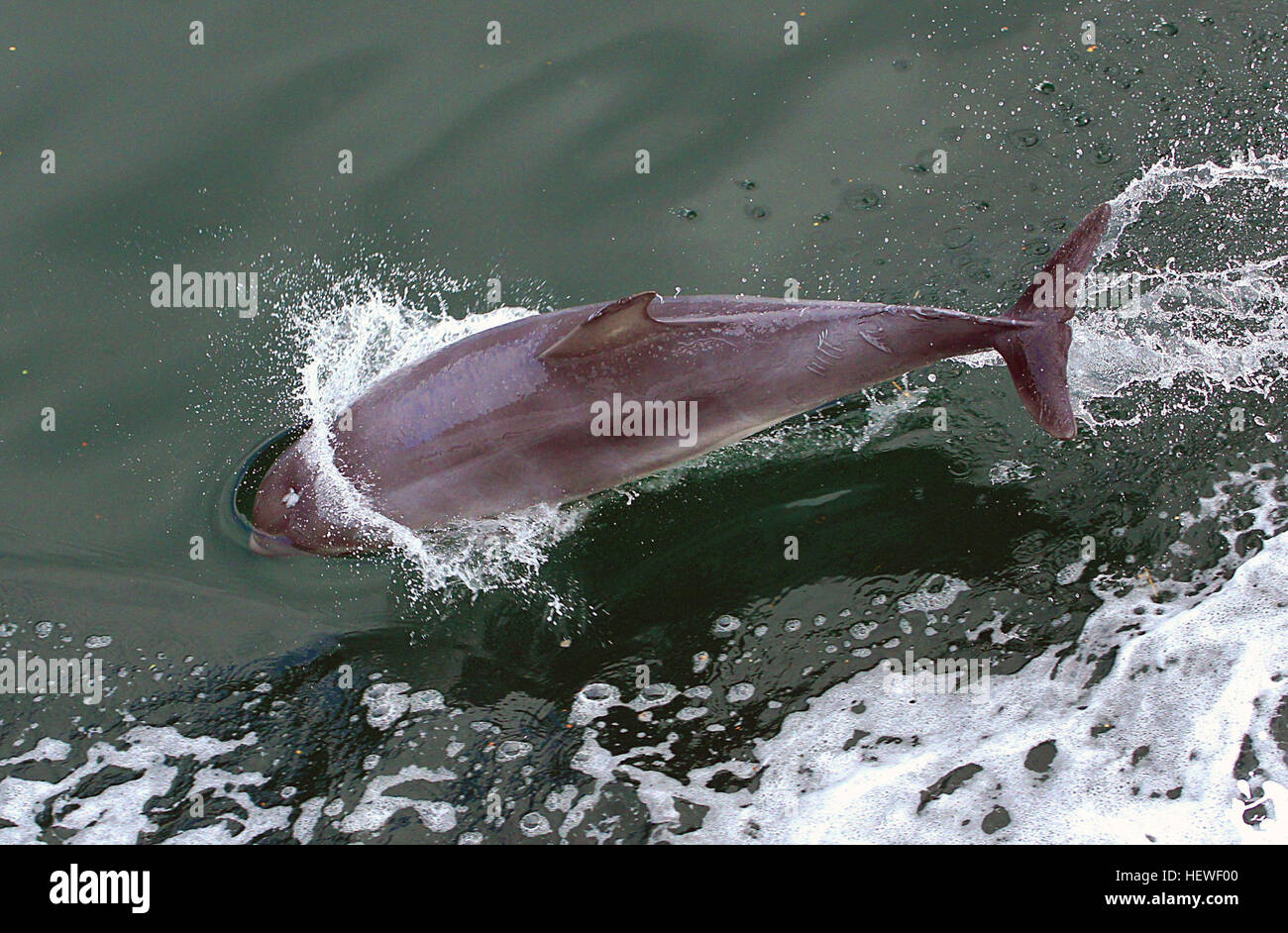 Ication (,,), Flasche Delfine Nase, Tümmler, Delfin, Delfine, Delphine springen, Delphine, Delfine, wild und frei, Leben im Meer, Ozean, Meer leben, Meer, Wasser, Tümmler, Säugetier, Säugetiere, marine, marine Säugetiere, Schweinswale, Wildtiere Stockfoto