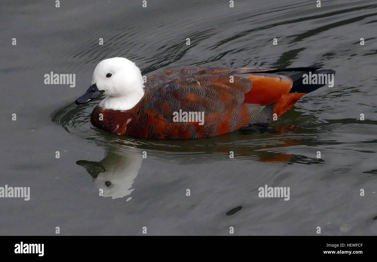 Die Paradies-Shelduck ist eine einzigartige Art, die in Neuseeland gefunden wird. Sie zeichnet sich durch ihr markantes Gefieder aus, wobei die Weibchen einen weißen Kopf und einen kastanienfarbenen Körper haben, während die Männchen dunkler sind. Diese halbterrestrischen Wasservögel werden oft auf Weiden oder in Paaren gesehen. Sie sind Vocal-Vögel mit deutlichem Ruf nach Kommunikation und sind eine ikonische Art in Neuseelands Vogelfauna. Stockfoto