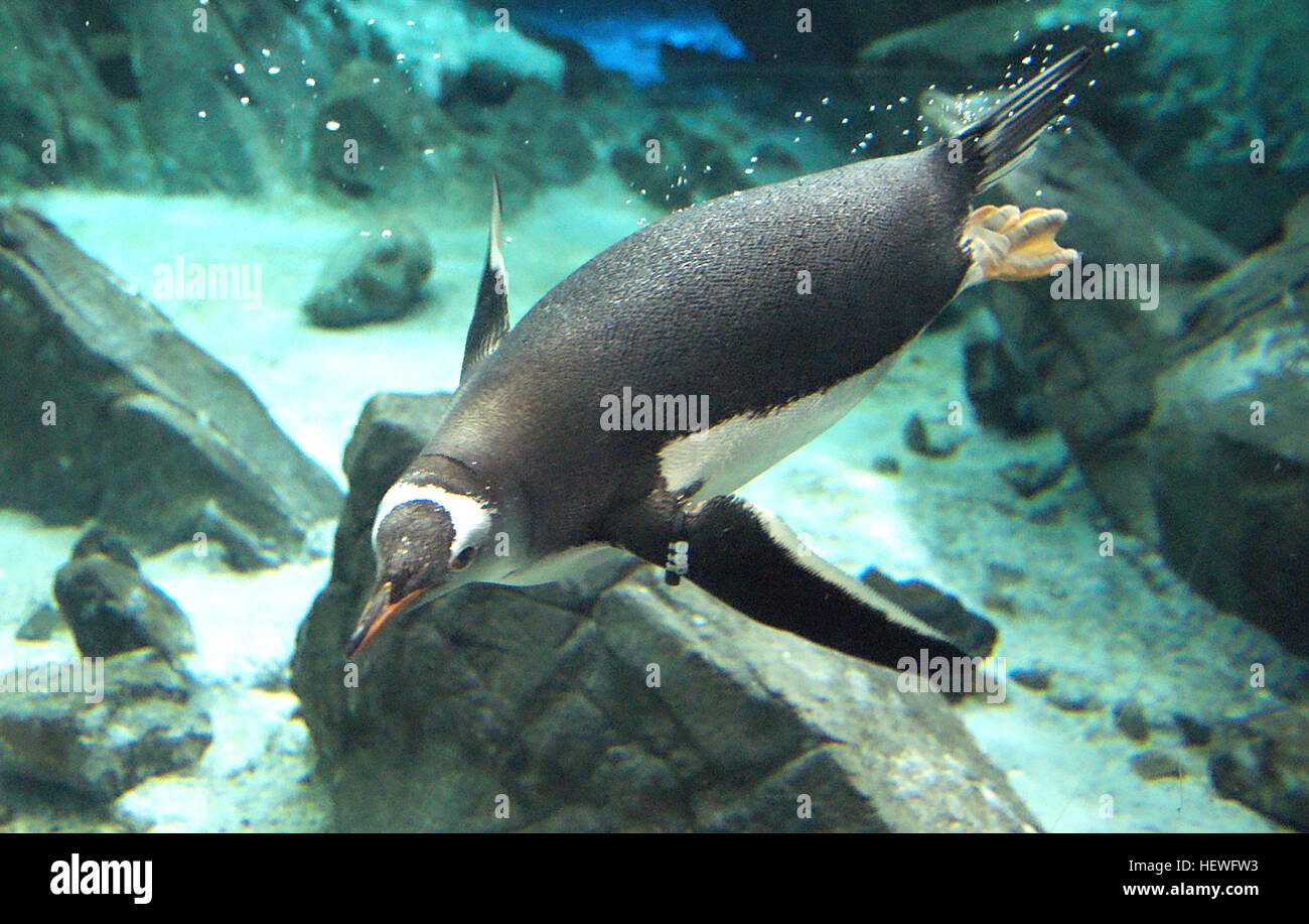 Dieser charismatische marine Vogel unterscheidet sich leicht von anderen Pinguinen von leuchtend Orange-roten Schnabel und die auffälligen weißen Flecken über jedem Auge (3). Diese weißen Flecken, die in der Regel treffen Sie die Krone, der Kontrast hoch mit dem schwarzen Kopf und Hals, aber es können auch sein eine Streuung von weißen Federn auf dem Kopf. Die weiße Unterseite sind scharf von der Pinguin bläulich-schwarzen Rückseite getrennt erscheinenden brauner wie die Federn getragen werden Stockfoto