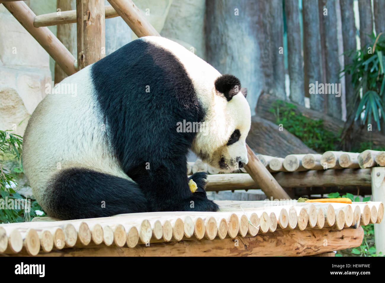 Bild von einem Panda auf Natur Hintergrund. Wilde Tiere. Stockfoto