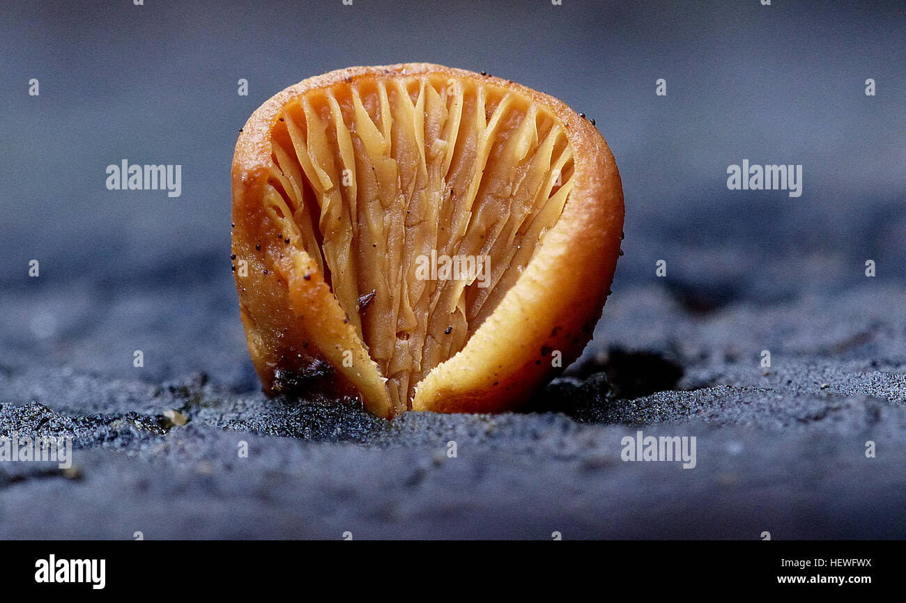 Eine Lamelle, oder Kiemen, ist eine papierartige Rippe, die unter der Kappe bestimmter Pilze, insbesondere von Agaren, gefunden wird. Diese Kiemen helfen bei der Sporenausbreitung und sind entscheidend für die Identifizierung von Pilzarten. Stockfoto