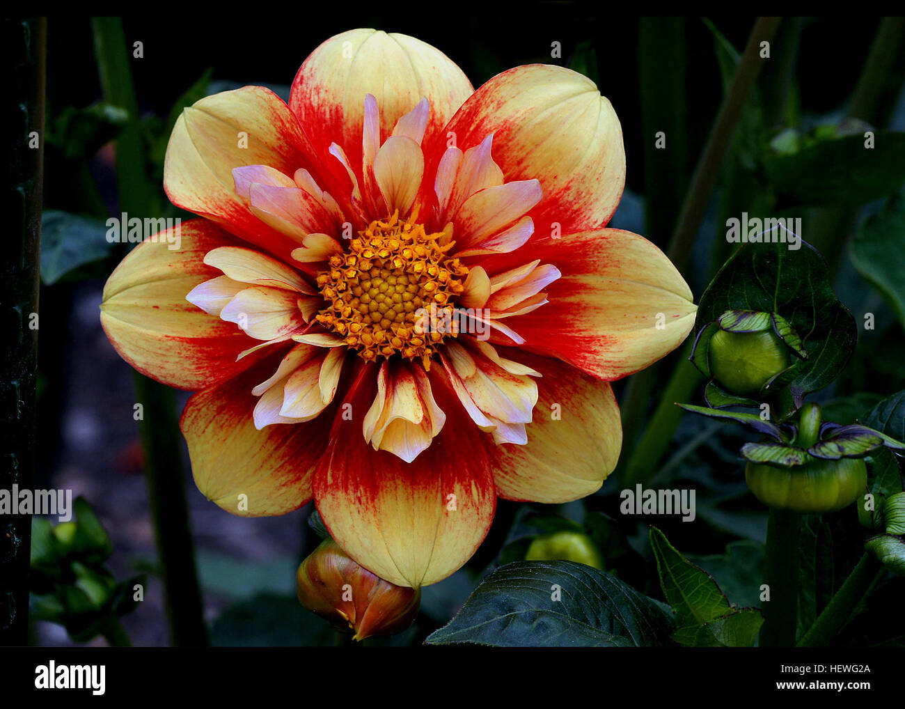 Eine Dahlie aus Dr. Keith Hammetts seltsame und wunderbare Auswahl dieser grünen blätterte Dahlie hat Orange rote Blumen mit Zitrone Kragen und gelbem Auge große als Schnittblume ideal für sonnige Winter inaktiv. Stockfoto