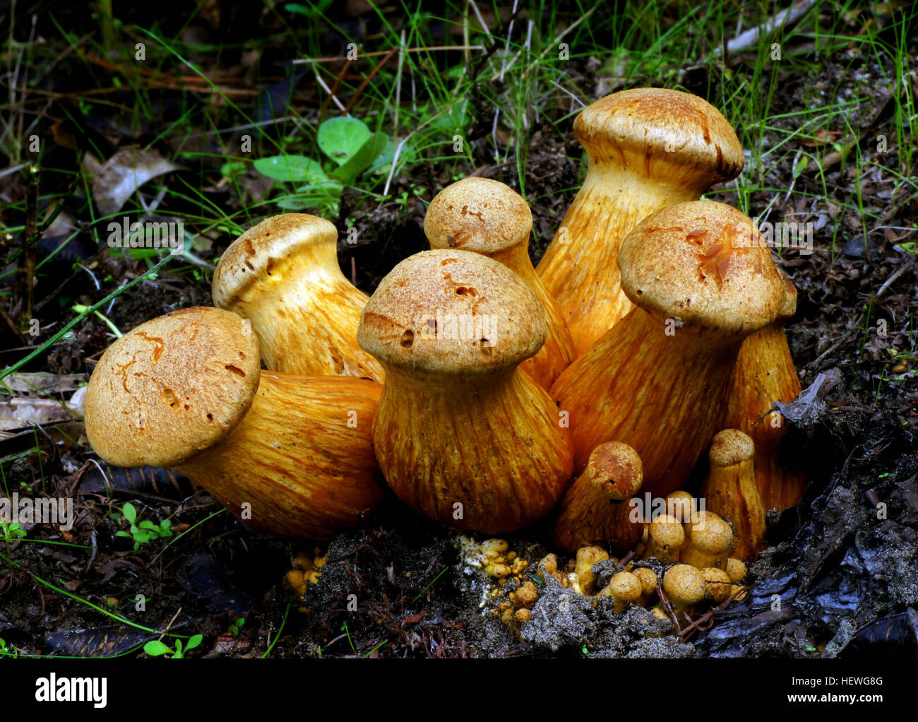 Dieser beeindruckende Pilz findet man wächst in dichten Büscheln auf Stümpfe und Protokolle von Harthölzern und Nadelbäume-- und eine Reihe von damit verbundenen Artnamen wächst in einem dichten Cluster, sowie gefunden. Diese Arten (wenn sie wirklich verschieden sind), sind alle ziemlich große Pilze, die Orange orangish braun Spore Drucke, bitteren Geschmack und Stielen, die verfügen über Ringe oder ring Zonen haben. Der zentrale Artname ist Gymnopilus Junonius, die den richtigen Namen für "Gymnopilus Spectabilis" ist, laut der jüngsten Taxonomen. Stockfoto