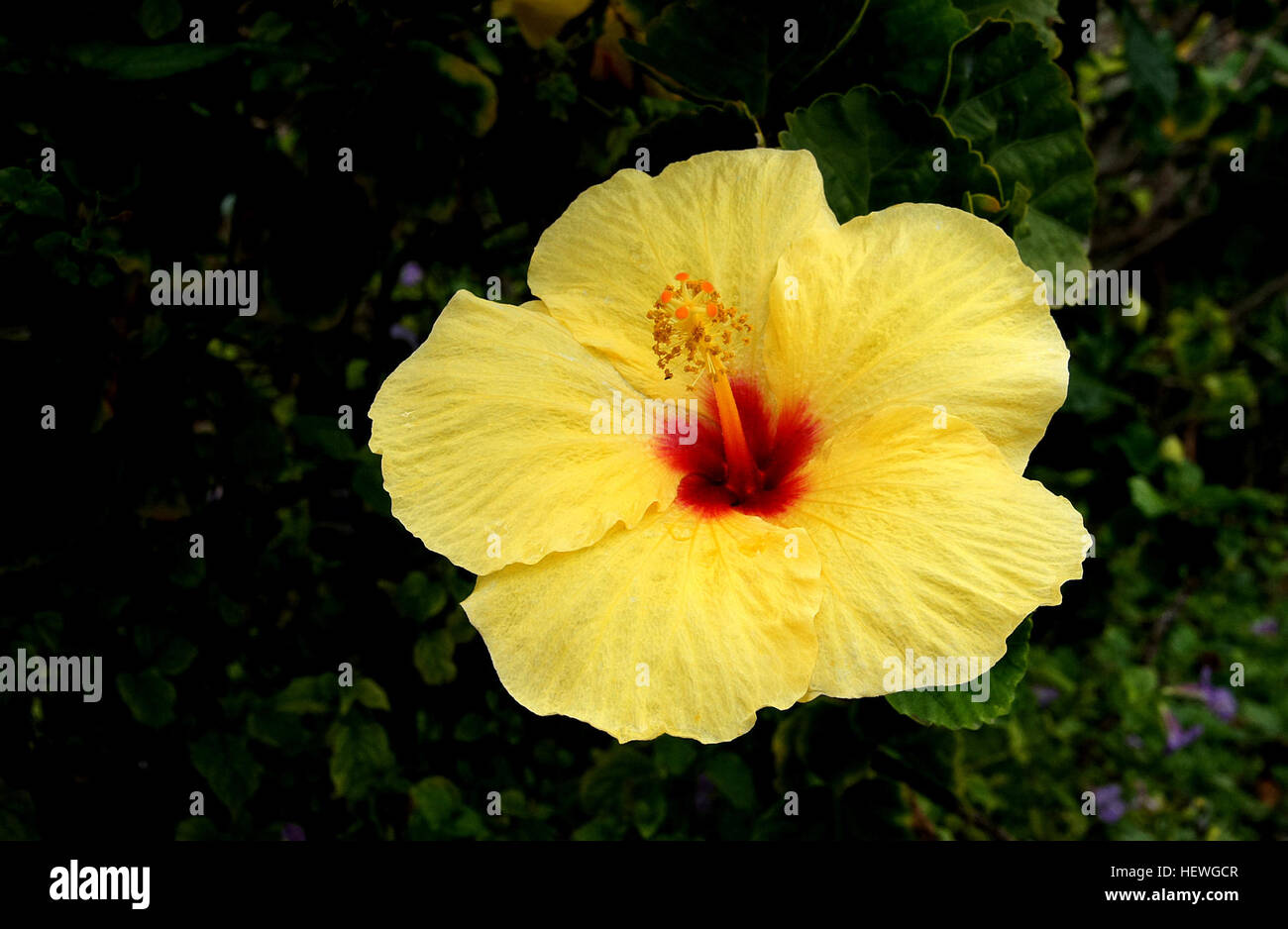 Hibiskus ist eine Gattung von Blütenpflanzen in der Malve Familie Malvaceae. Es ist recht groß, mit mehreren hundert Arten, die in Warm-gemäßigten, subtropischen und tropischen Regionen der Welt heimisch sind. Stockfoto