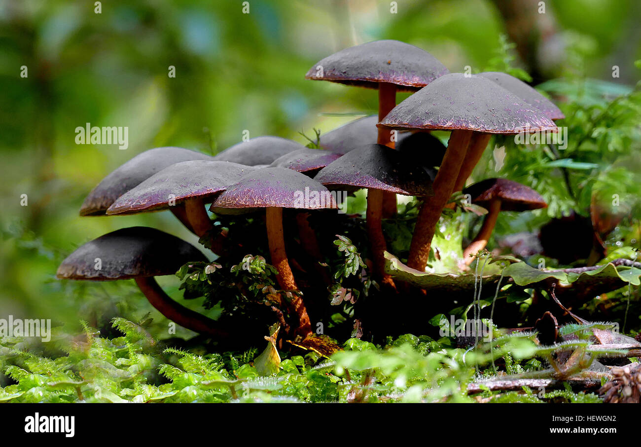 Grünblättriger Brunneum ist ein Holz-Fäulnis Pilz wächst auf zerfallenden Holz in der Regel in dichten Büscheln, möglicherweise nur in Australien-Neuseeland. Es hat eine braune bis dunkel braune Haube, bis 60 mm, mit weißlichen Schuppen in Richtung am Rand. Die Kiemen sind gelblich bis grünlich, Verdunkelung, wie Sporen entwickeln; Spore print purpurbraun. Der Stamm ist Fibrillose, vor allem in Richtung der Basis, Farben Bleichen, hellbraun, mit einem Fibrillose Ring aus feinen Schleier Reste. Stockfoto