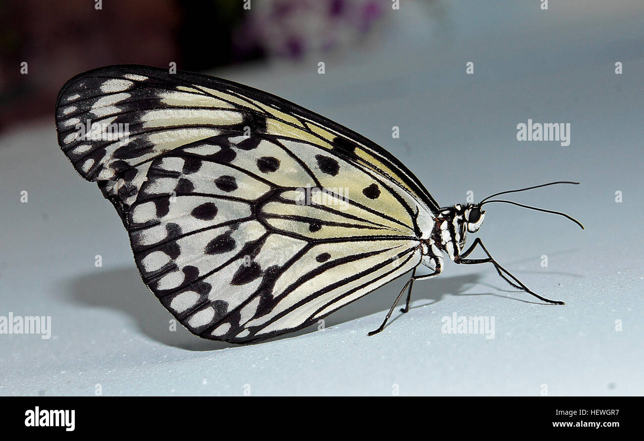 Der Paper Kite Schmetterling (Idee leuconoe) kommt in den Wäldern Südostasiens vor. Seine schwache, flatternde Flug- und Gleitfähigkeit machen es zu einem anmutigen Insekt mit hellen Flügeln mit dunklen Adern und Flecken. Stockfoto