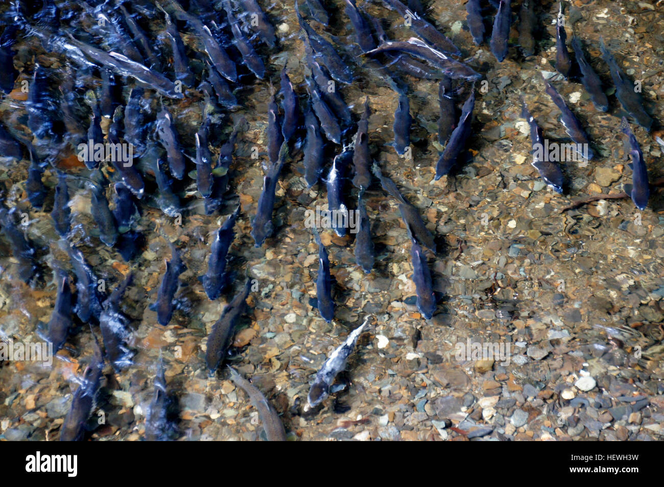 Kleine Eier in einem Bachbett ausgehend, sie schlüpfen und beginnen ihre Reise flussabwärts zum Meer hin. Verbringen sie ein paar Jahre in den Bächen und Flüssen, die aus kleinen Brütling, juvenile Jungfische wachsen. An der Mündung der Flüsse und Bäche die Jungfische Schule zusammen und bereit sich für den Ausflug in den Ozean. Während dieser Zeit ändern ihre Körper zur Anpassung an das Meerwasser. Die jungen Erwachsenen Lachse dann den Kopf aus Meer und verbringen mehrere Jahre schwimmen in das Bering-Meer und den Golf von Alaska. Sobald sie voll ausgereift sind, werden sie zurück zu ihrer ursprünglichen Bach oder Fluss schwimmen wh Stockfoto