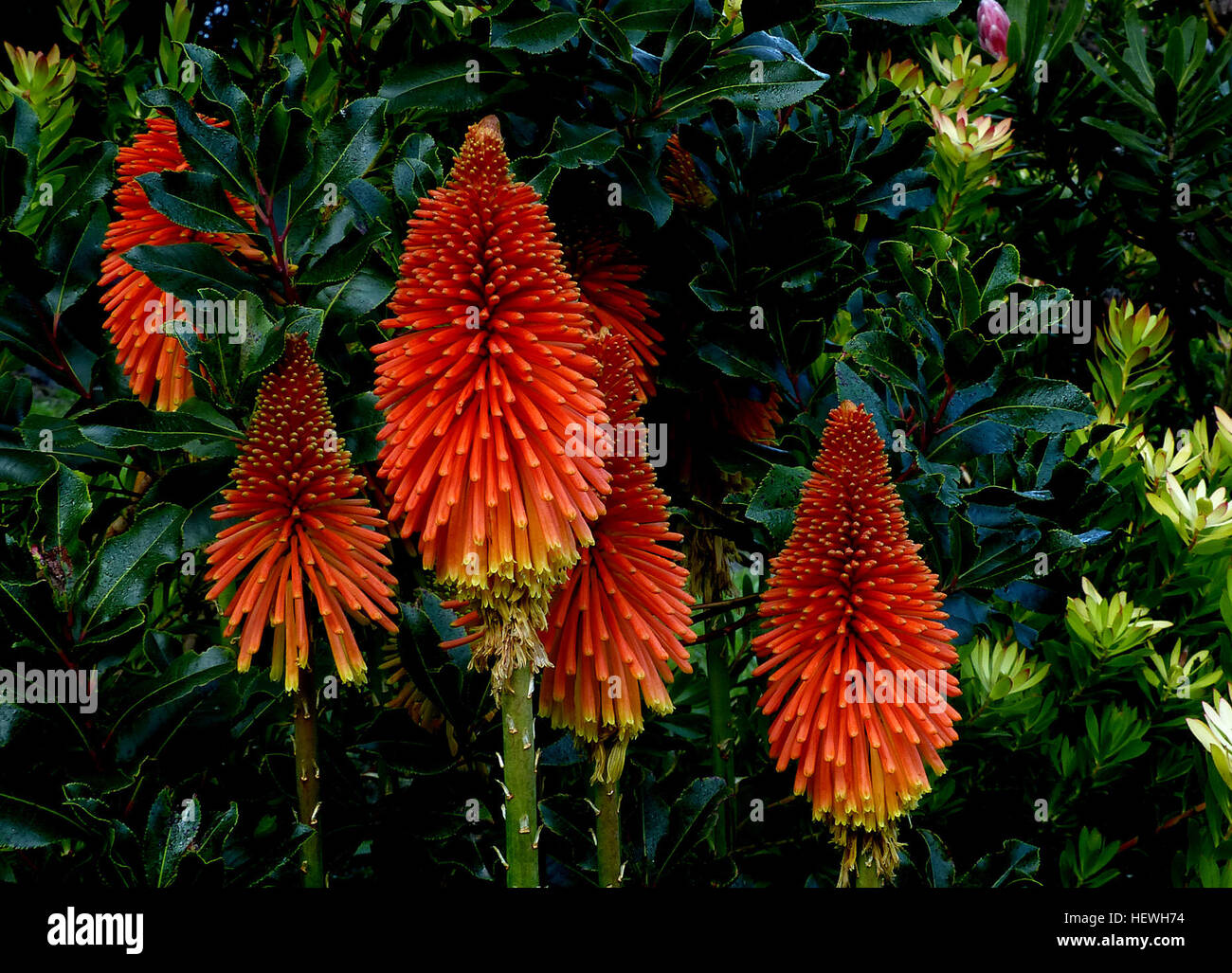 Fackellilie Samen - 30 Stück Kniphofia Uvaria Mehrjährige Staude