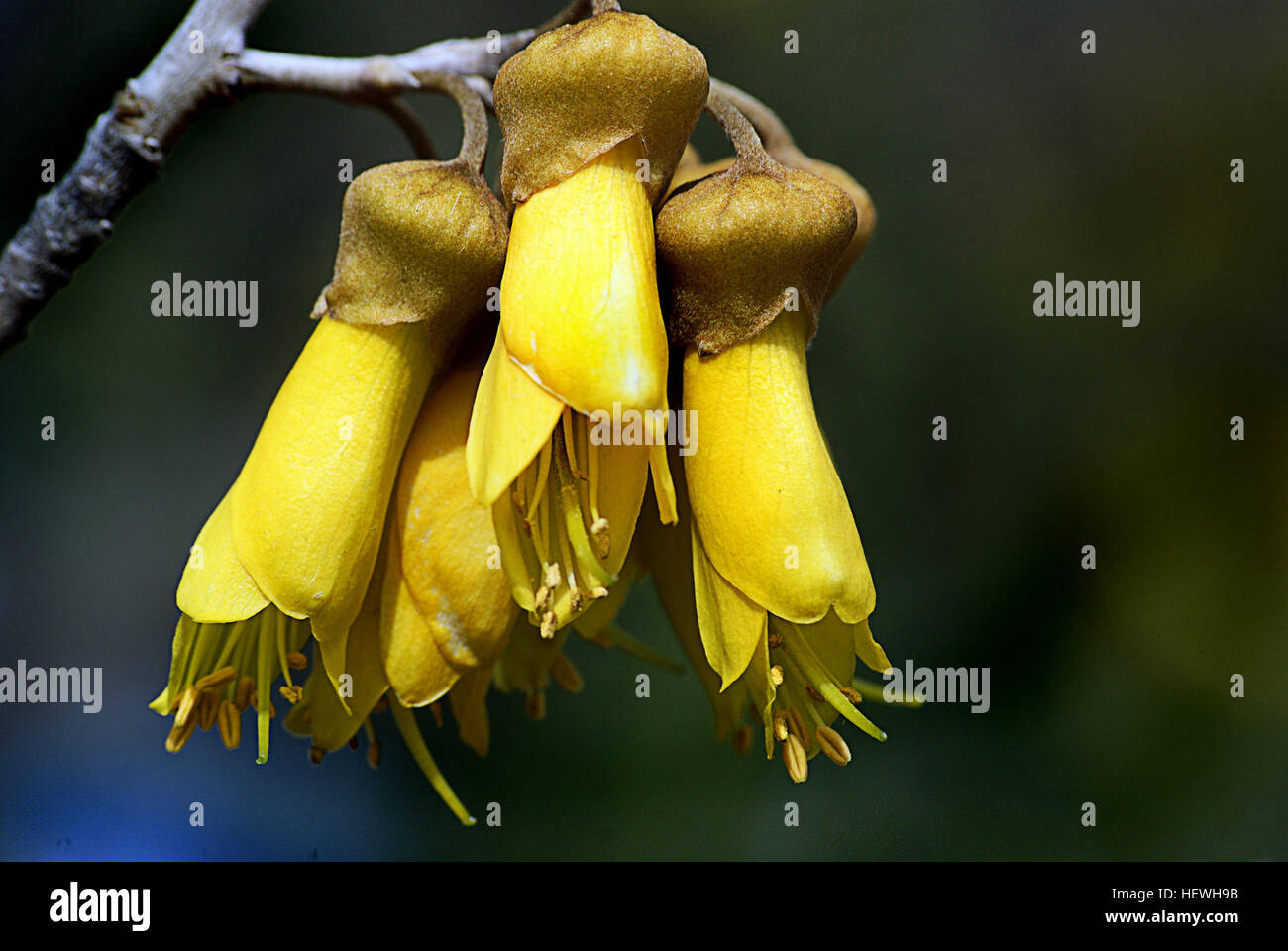 Kōwhai sind kleine, holzige Leguminosen Bäume der Gattung Sophora in Neuseeland heimisch. Es gibt acht Arten, Sophora Microphylla und S. Tetraptera werden die bekanntesten als große Bäume. Ihr Lebensraum sind neben Bächen und an den Rändern des Waldes, im Flachland oder in den Bergen Freiflächen. Kōwhai Bäume wachsen im ganzen Land und sind ein gemeinsames Merkmal in Neuseeland Gärten. Außerhalb Neuseelands Kōwhai sind in der Regel auf milde gemäßigten maritimen Klimas zu beschränken. Stockfoto