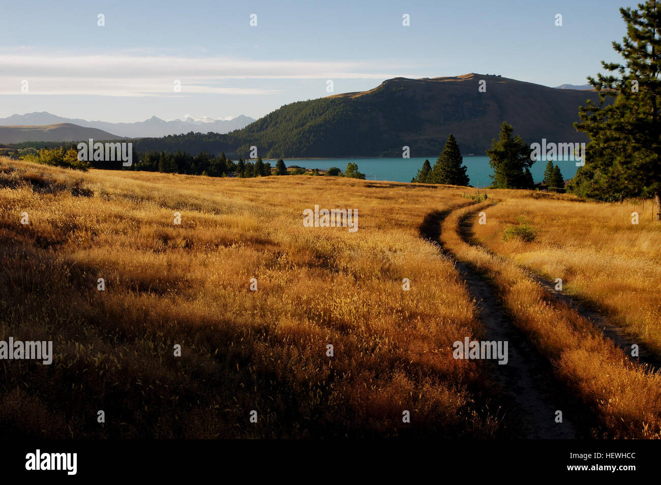 Lake Tekapo ist etwa drei Stunden südwestlich von Christchurch in den Mackenzie Basin fahren. Die Gemeinde nach Norden über den bemerkenswerten Türkis farbigen See auf das bergige Drama der Südalpen ausgerichtet. Lake Tekapo erhält seine intensive milchig Türkis Farbe aus der feinen-Gesteinsmehl (Masse von Gletschern) die aufgehängt ist im Wasser.  Am Ufer am See sehen Sie die schöne Kirche des guten Hirten, wo der Altar-Fenster einen perfekten Blick auf Mount Cook umrahmt. Die Kirche wurde im Jahre 1935 für den Pionierfamilien des Bezirks Mackenzie gebaut, und es ist ein beliebtes Fotomotiv für Besuch vor Ort Stockfoto