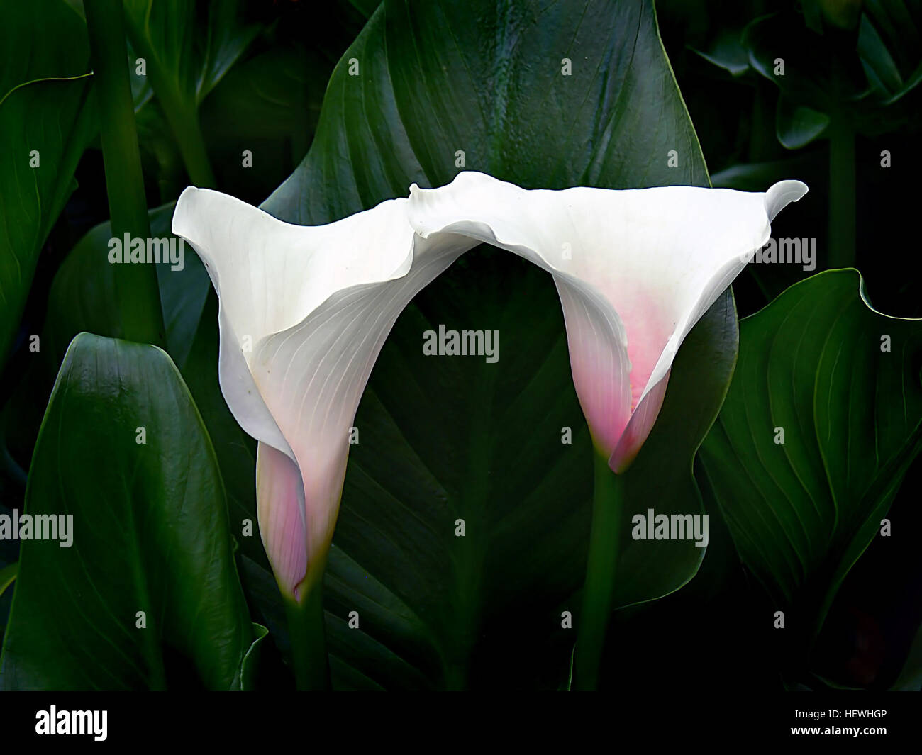 Dirt Bikes sind Geländemotorräder, die für raues Gelände und anspruchsvolle Landschaften entwickelt wurden. Diese Bikes sind beliebt bei Motocross-Rennen und Geländesportarten, wo sie zum Navigieren auf Feldwegen, Sprüngen und Hindernissen verwendet werden. Sie benötigen Geschicklichkeit und körperliche Ausdauer, um bei intensiven Rennen die Kontrolle zu behalten. Stockfoto