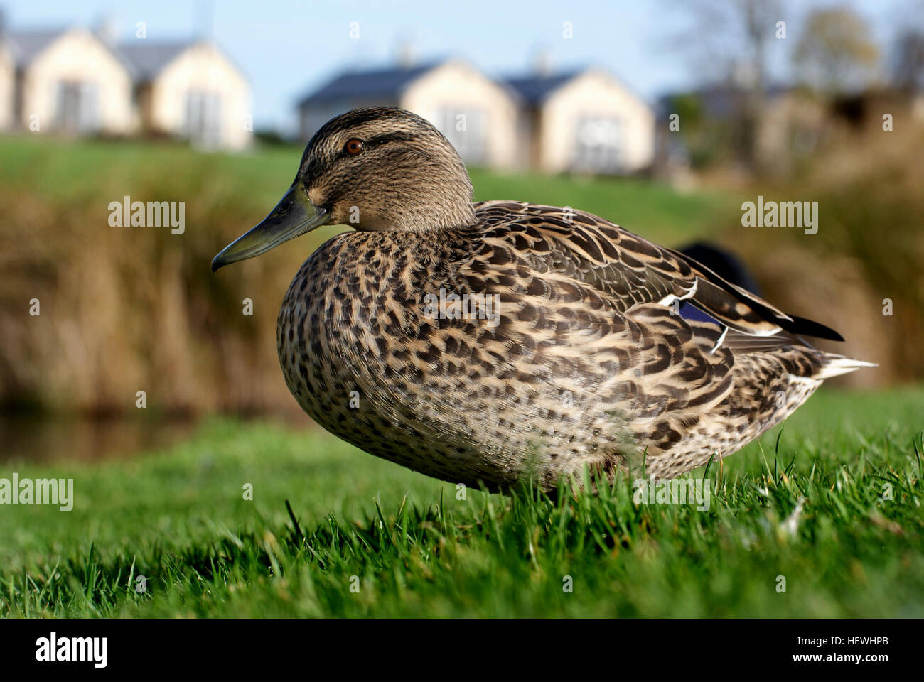 Weibliche Stockenten weisen charakteristische Merkmale auf, darunter einen schmutzigen Orangenschnabel mit unterschiedlichen Grautönen, einen dunklen Augenstreifen, der sich bis zum Hinterkopf erstreckt, und melierte braune, polierte und schwarze Federn am oberen und unteren Teil ihres Körpers. Diese Merkmale sind für die Identifizierung der Entenarten von entscheidender Bedeutung. Stockfoto
