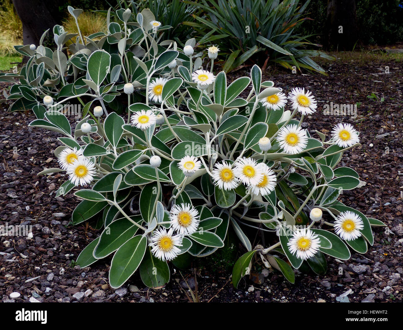 Die Marlborough Rock Daisy oder Pachystegia Insignis ist eine Pflanze  gleichermaßen zu Hause in Native, Hütte und formale Gärten. Ein Mitglied  der Familie der Asteraceae Pflanzen, diese Heimat Neuseeland ist eine  niedrig