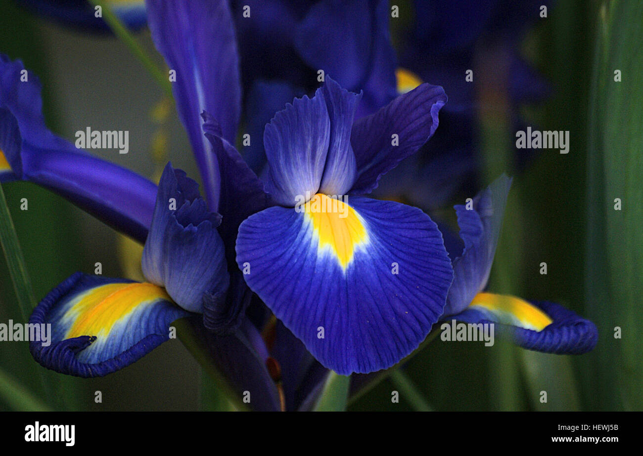 Iris ist eine Gattung von 260 bis 300 Arten von blühenden Pflanzen mit  auffälligen Blüten. Es nimmt seinen Namen von dem griechischen Wort für  einen Regenbogen, der auch den Namen für die