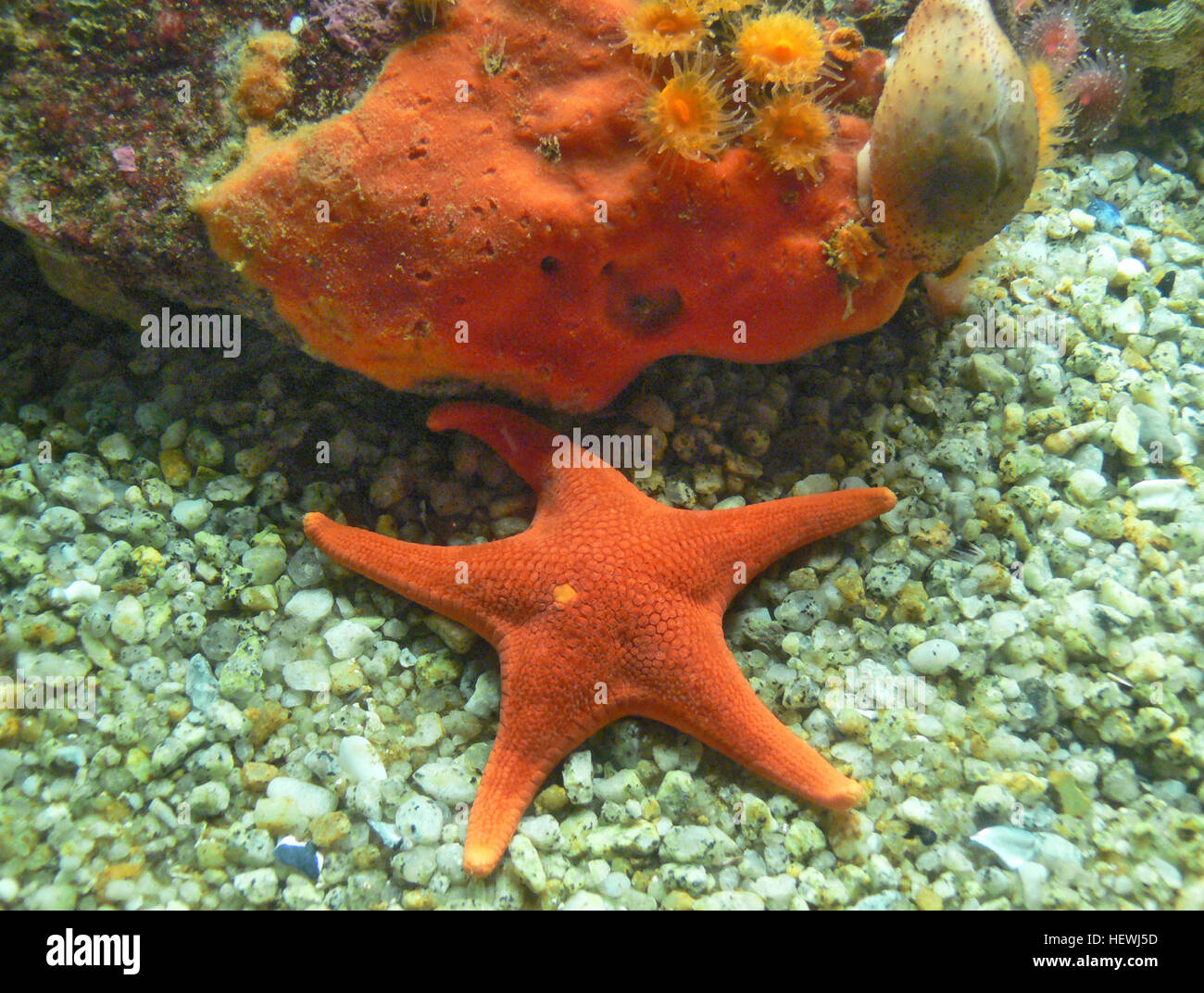 Die Apfelanemone, die im Monterey Bay Aquarium gefunden wird, ist ein wirbelloses Meerestier, das für seine Fähigkeit bekannt ist, Fische zu fangen und zu fressen. Neben Seesternen, Krabben und Quallen ist es Teil der reichen Wasserwelt in der kalifornischen Monterey Bay. Stockfoto