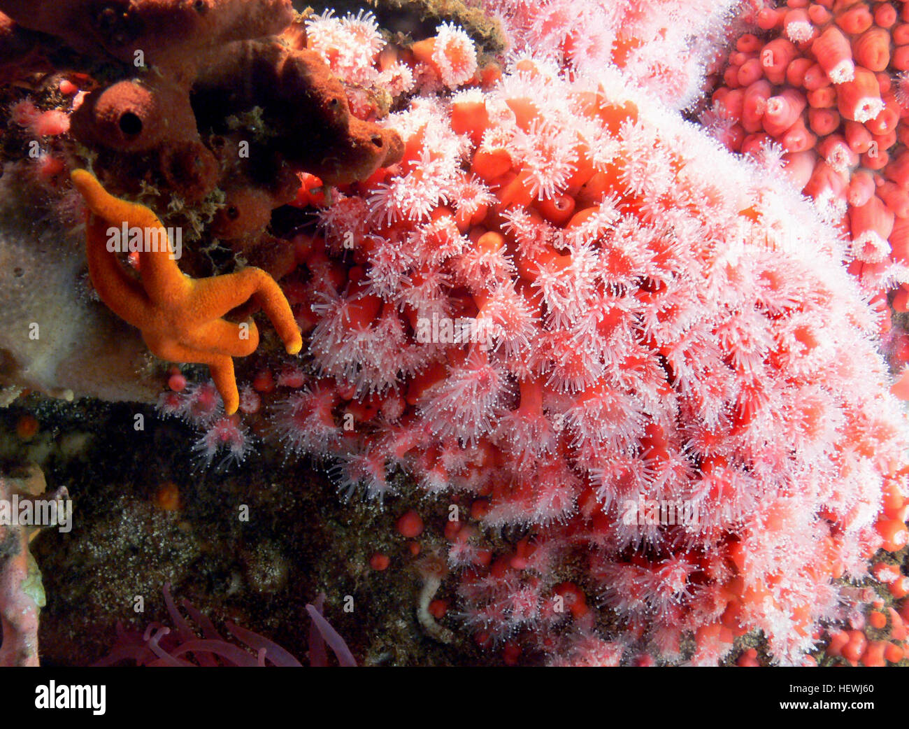 Die Apfelanemone, eine Art in Kalifornien, ist ein Wasserorganismus, der in Aquarien beobachtet werden kann. Es ist bekannt für die Fütterung von kleinen Fischen und Krebstieren, die oft mit Quallen in Meeresausstellungen wie dem Monterey Bay Aquarium zu sehen sind. Stockfoto
