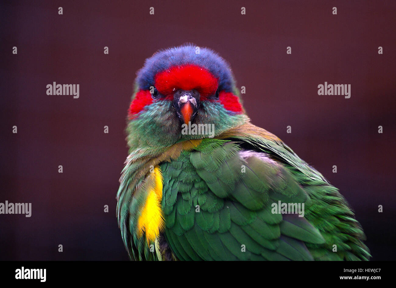 Der Musk Lorikeet (Glossopsitta concinna) ist eine bunte Art von Lorikeet, die in Süd-Zentral- und Ost-Australien beheimatet ist. Bekannt für sein lebhaftes grünes und rotes Gefieder, bewohnt es Wälder und Wälder und ernährt sich hauptsächlich von Nektar und Früchten. Diese Art gehört zur Gattung Glossopsitta und ist ein häufiger Anblick in der australischen Vogelwelt. Stockfoto