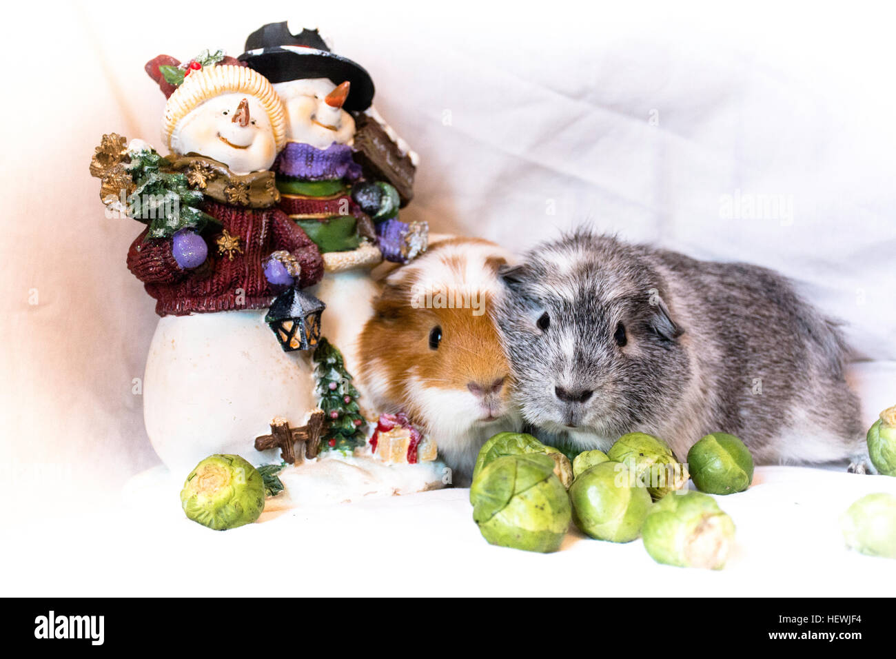 Meerschweinchen, immer bereit für ihr Weihnachtsessen von Brussel sprouts. Es gibt ein Schneemänner Christmas ornament Stockfoto