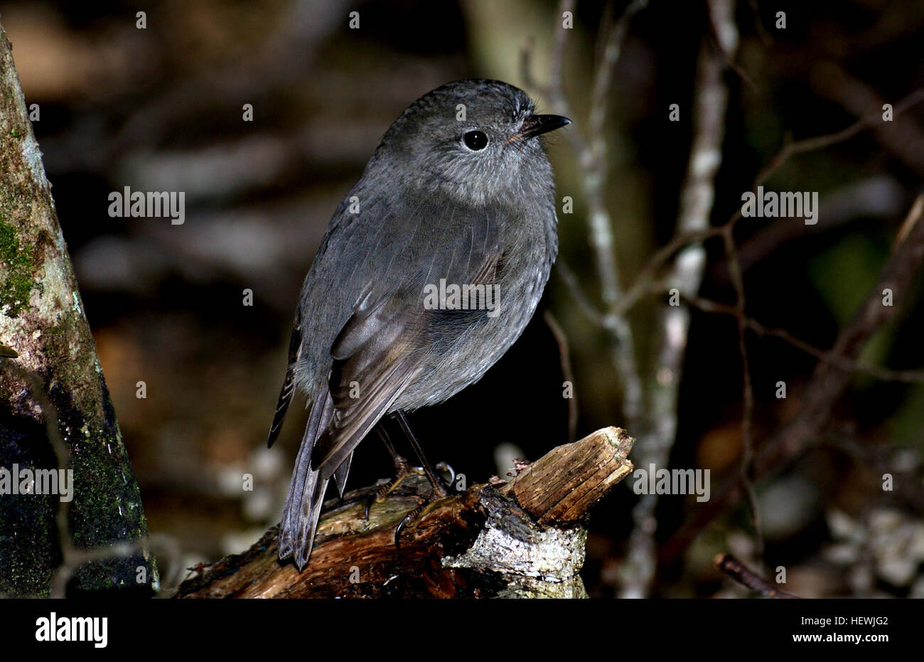 New Zealand Robins und Riruriru ähneln britische Rotkehlchen, aber die