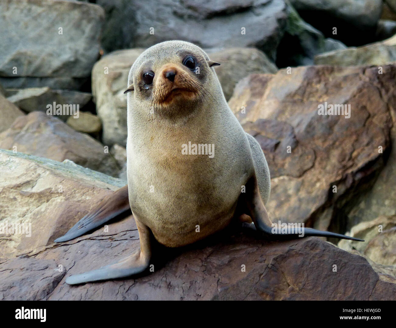 Kekeno (Arctocephalus Forsteri) sind Mitglieder der Familie Otariidae Pinnipedia, Fin-footed fleischfressende Meeressäuger. Sie zeichnen sich durch sichtbare externen Ohren und hinteren flossen die nach vorne drehen. Diese Spitzen Nase Dichtung hat lange blass Schnurrhaare und einen Körper mit zwei Schichten von Fell bedeckt. Ihr Fell ist dunkel grau-braun auf dem Rücken und unter leichter; bei Nässe Kekeno Blick fast schwarz. Bei einigen Tieren haben die längeren oberen Haare weiße Spitzen, die dem Tier ein silbrige aussehen zu verleihen. In Neuseeland findet man Robben auf felsigen Küsten auf dem Festland, Chatham-Inseln und die Sub-Antarc Stockfoto