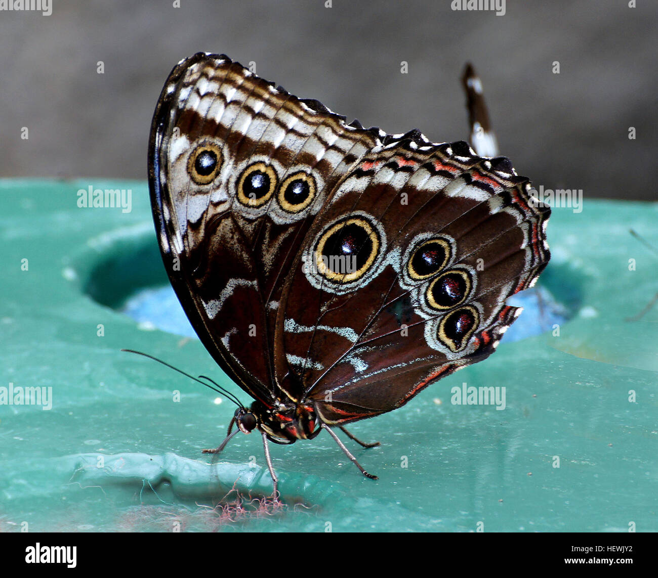 Der Caligo memnon, auch bekannt als Nachtschmetterling, in einem Schmetterlingshaus, das seinen natürlichen Lebensraum und die charakteristischen Eulenauge-Muster auf seinen Flügeln zeigt. Stockfoto