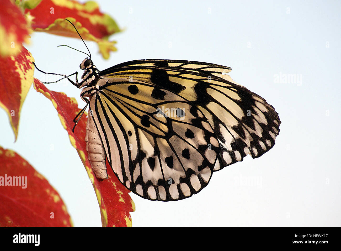 Ein Papier Drachen Schmetterling auf Blumen das schöne Papier Rotmilan oder große Wood Nymph Nektar aus einer Blume genießen. Das schöne Papier Kite oder große Wood Nymph Nektar aus einer Blume genießen. Quelle: Oceansunsunsets Foto-Bibliothek das schöne Papier Kite Butterfly Papier Drachen Schmetterling hat nur zwei ziemlich häufige Farben, schwarz und weiß, aber ist immer noch ein Blickfang Schönheit. Der Weg das Licht durch die Flügel scheint ist einfach unglaublich, und gibt es andere Farben um ihn herum sieht ein bisschen wie Glasmalerei. Diese Schönheiten kommen aus Malaysia und den Philippinen und Südostasien im Allgemeinen. Stockfoto