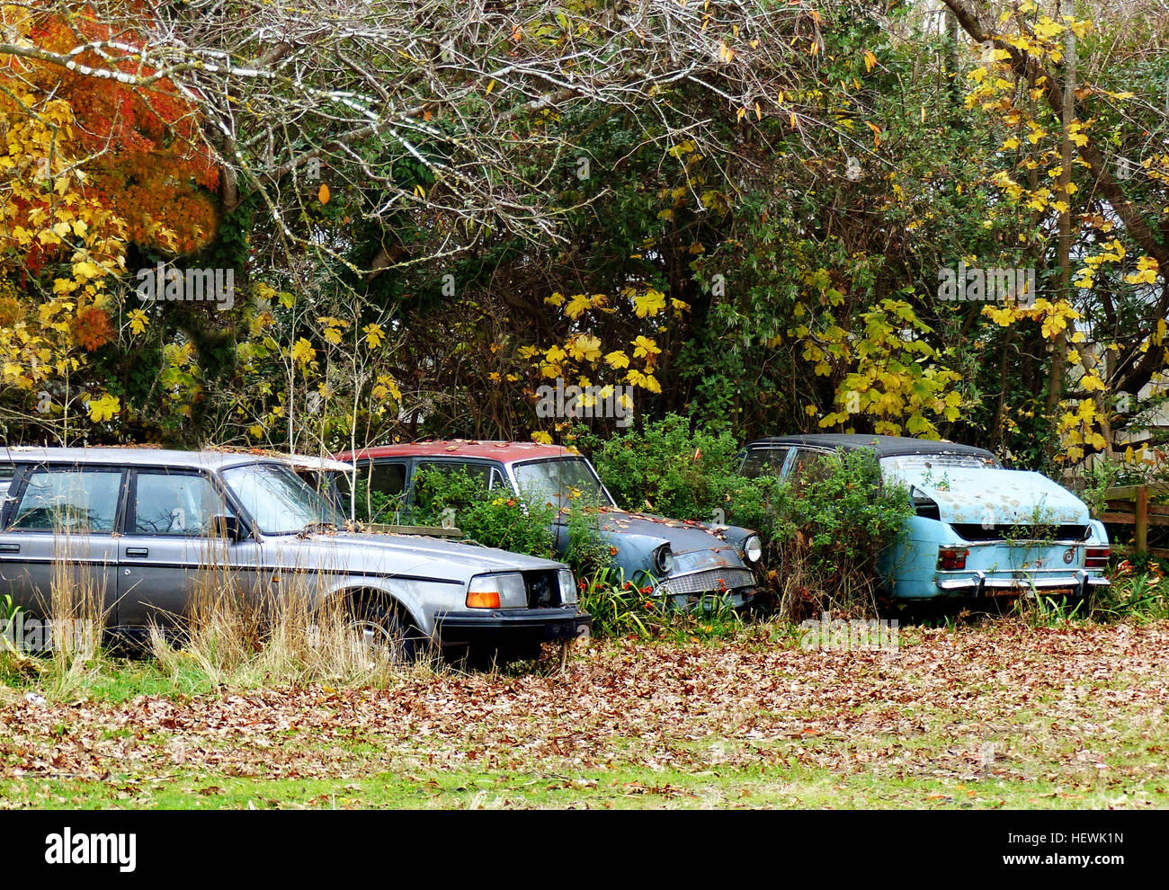 Dieses Bild zeigt alte, verlassene Autos wie einen Volvo und einen Ford, die ihren verwitterten Zustand zeigen, nachdem sie auf einem Parkplatz verfallen gelassen wurden. Die Fahrzeuge haben ihre Lebensdauer überschritten und sind heute Überreste ihrer früheren Nutzung. Stockfoto