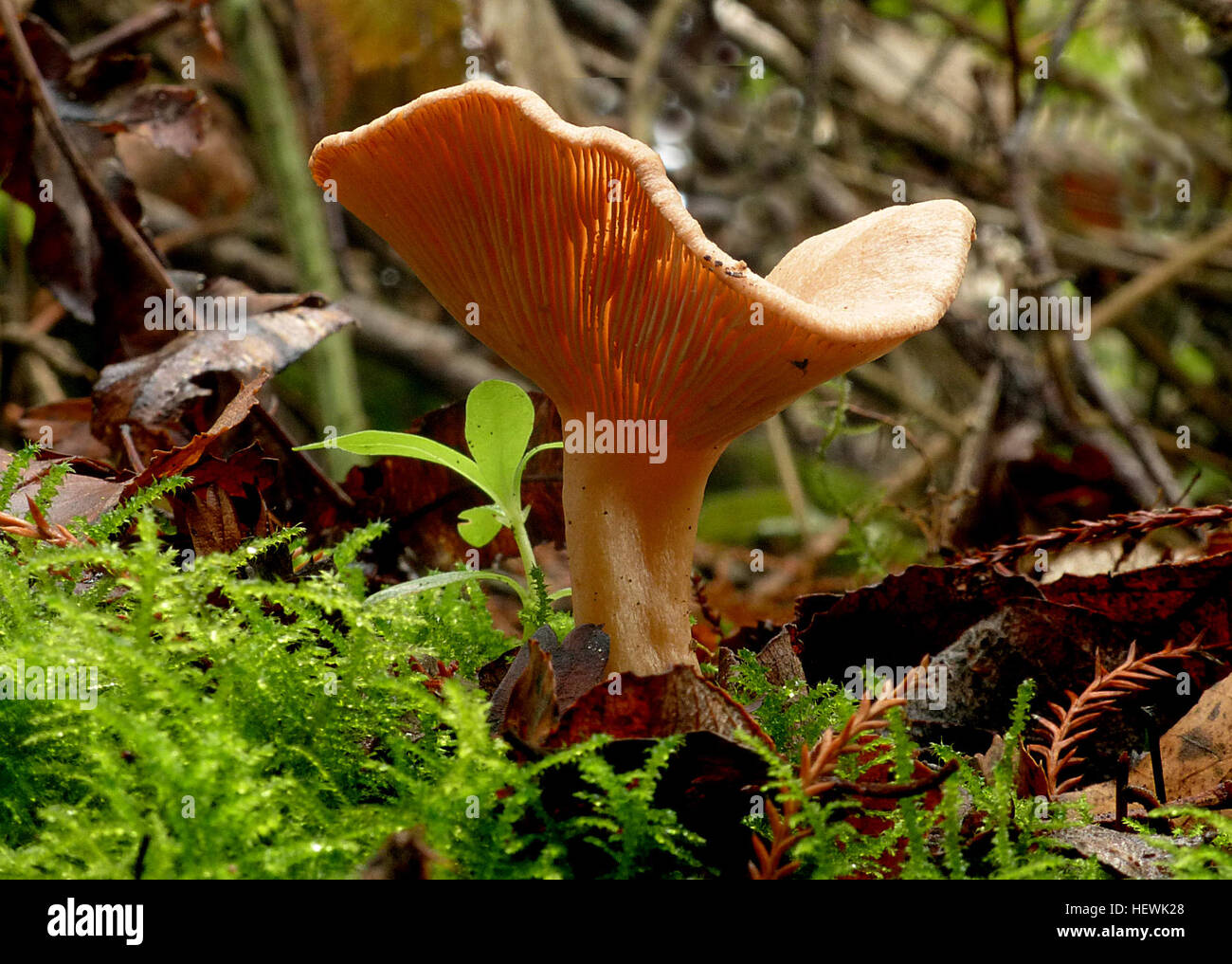 Paxillus involutus, allgemein bekannt als der braune Rollrand, ist ein Basidiomyzetenpilz, der in der nördlichen Hemisphäre vorkommt. Sie wurde in Regionen wie Australien, Neuseeland und Südamerika eingeführt, oft durch Bodentransfer mit europäischen Bäumen. Dieser giftige Pilz birgt ökologische und gesundheitliche Risiken und zeichnet sich durch sein unverwechselbares Aussehen aus. Stockfoto