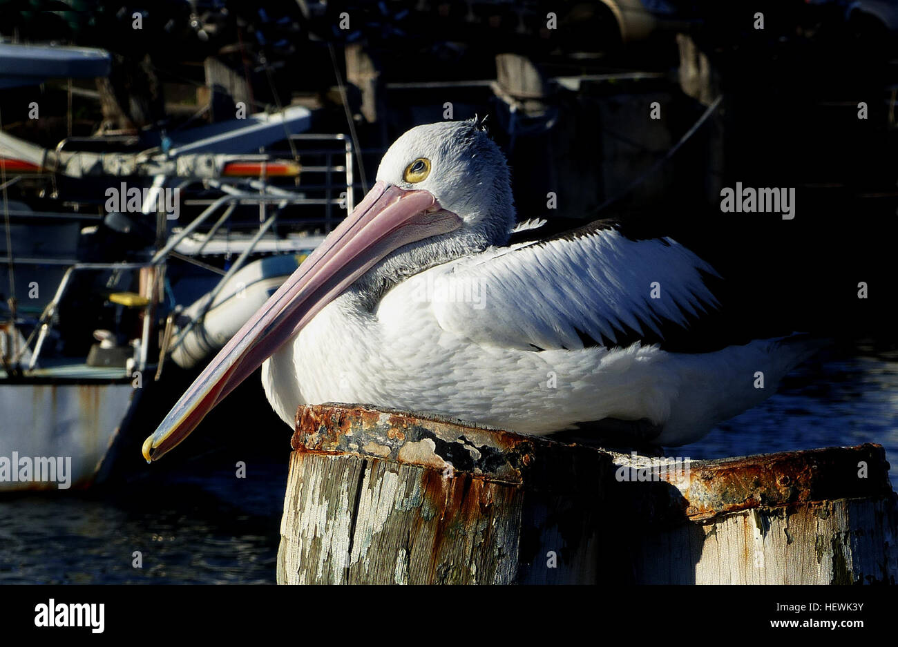 Die Pelicaner gehören zu den schwersten fliegenden Vögeln der Welt. Sechs von sieben Arten, darunter der australische Pelikan, leben hauptsächlich in der Nähe von Gewässern. Diese Vögel, bekannt für ihre riesigen Schellen und Beutel, ernähren sich von Fischen und nisten in Kolonien. Sie schweben hoch in der Thermik und zeigen kooperative Fütterungstechniken. Stockfoto