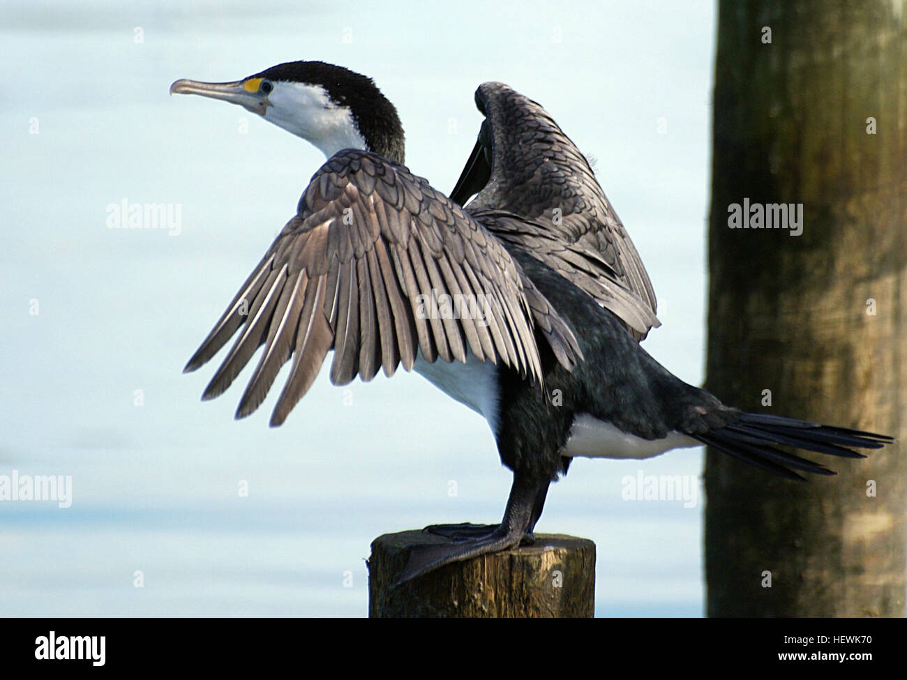 Der Rattenhai, der oft in kleinen Gruppen oder einzeln gesehen wird, ist ein Seevögel, der häufig in Häfen und Flussmündungen zu finden ist. Dieser Vogel ist bekannt für seine Bereitschaft, sich Menschen zu nähern und sich im Gegensatz zu den meisten anderen Sackgarten in Bäumen niederzuschlagen. Sie ist in der Regel einsam während der Nahrungssuche, kann sich aber in Gruppen versammeln, wenn es Beute gibt. Stockfoto