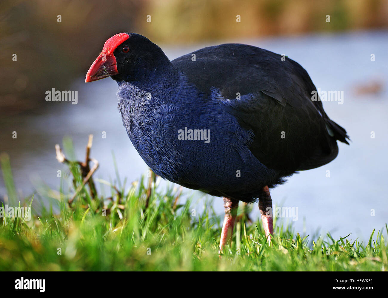Der Pukeko, auch bekannt als der Purple Swamphen (Porphyrio porphyrio), ist ein einheimischer neuseeländischer Vogel, der häufig in Sumpfgebieten vorkommt. Bekannt für sein markantes blau-violettes Gefieder, gedeiht es in Feuchtgebieten, Sümpfen und sogar städtischen Parks, da sein Angebot mit der landwirtschaftlichen Entwicklung erweitert wurde. Stockfoto