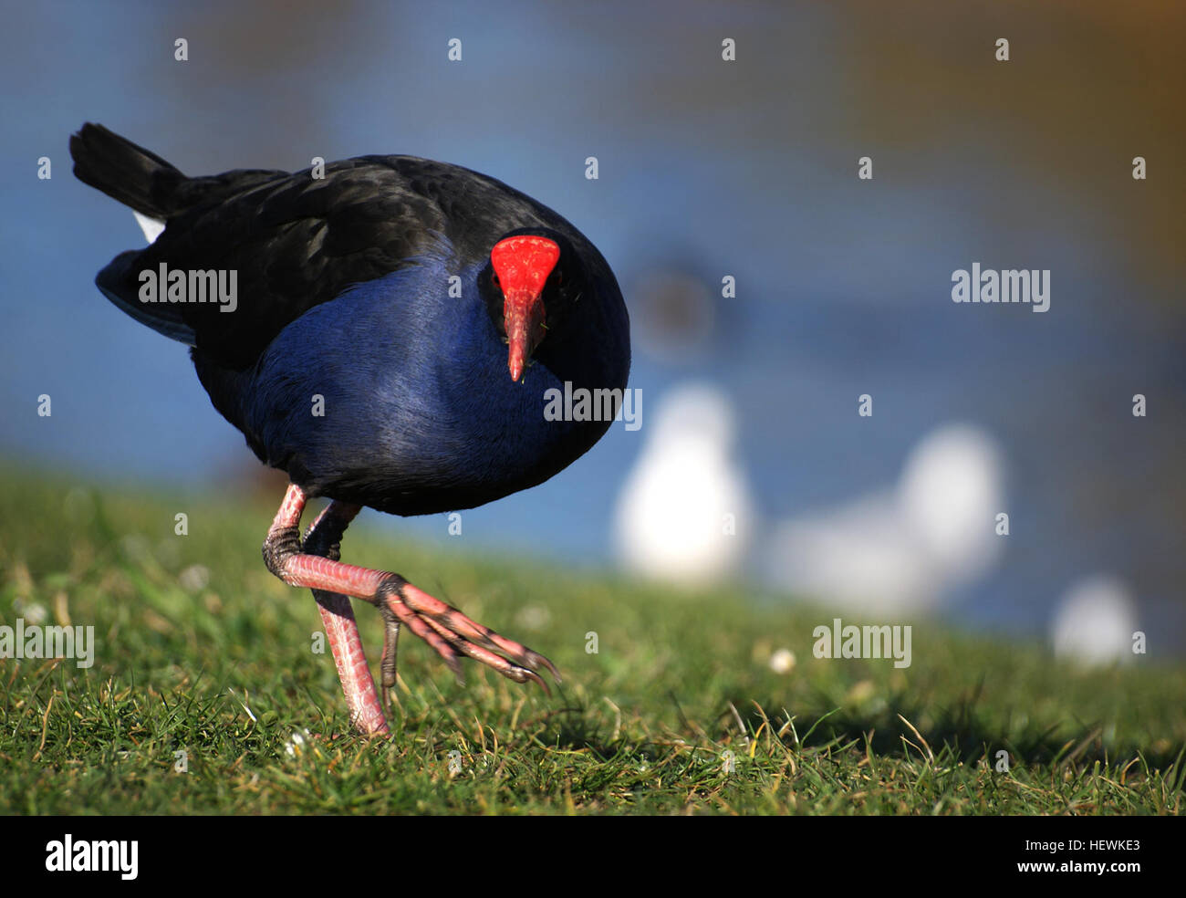 Der Pukeko, oder New Zealand Swamp Hen, ist ein einheimischer Vogel Neuseelands. Bekannt für sein markantes blau-violettes Gefieder, gedeiht es in sumpfigen Grünlandgebieten. Dieser Vogel ist eine der wenigen einheimischen Arten, die seit der Besiedlung gedeihen. Stockfoto