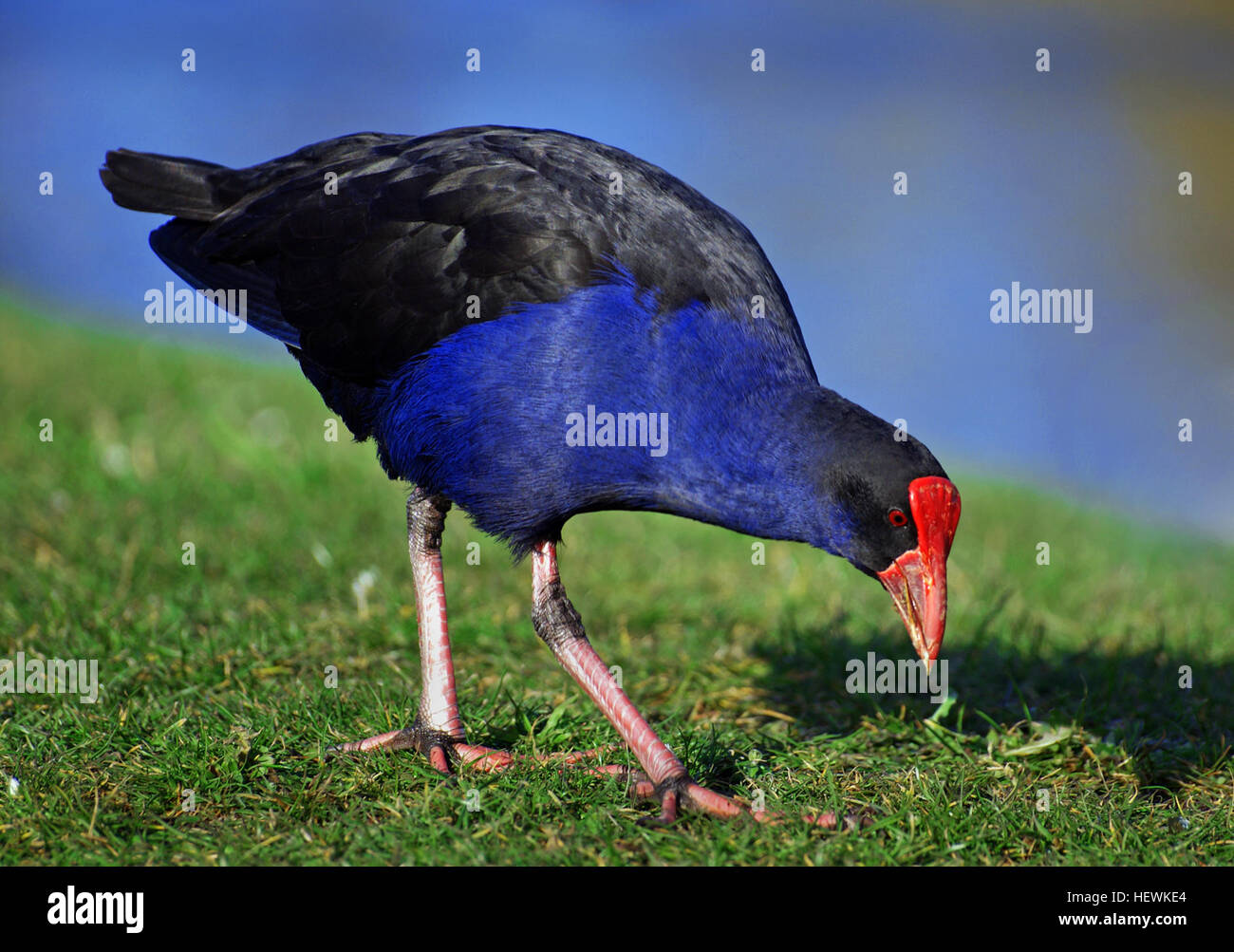 Der Pukeko, auch bekannt als New Zealand Swamp Hen, ist ein in Neuseeland heimischer Vogel. Sie gehört zur Eisenbahnfamilie und lebt in sumpfigen und grasbewachsenen Gebieten. Sie ist eine bemerkenswerte Art, da sie sich seit der Besiedlung der Menschen in der Region anpassen und gedeihen kann. Stockfoto