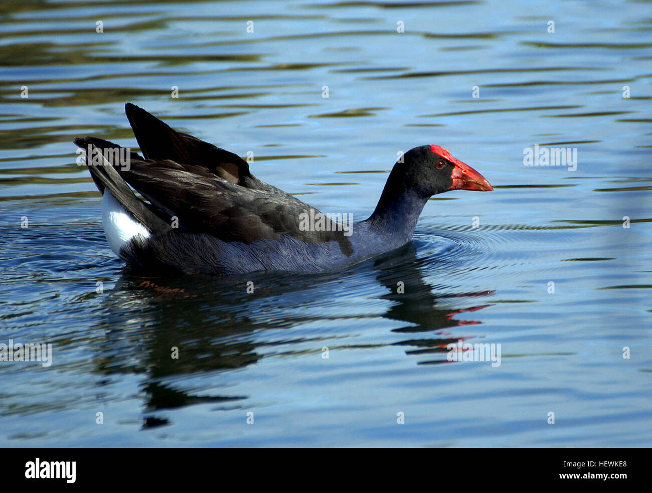 Die Pukeko, auch bekannt als Sumpfhühne, ist in Neuseeland beheimatet und besiedelt Feuchtgebiete, Seeufer und Weiden. Dieser Vogel mit seinen charakteristischen blauen Federn ist oft auf Neuseeland und den Chatham-Inseln zu sehen und kommt manchmal auf den Kermadecs und Campbell Island vor. Stockfoto